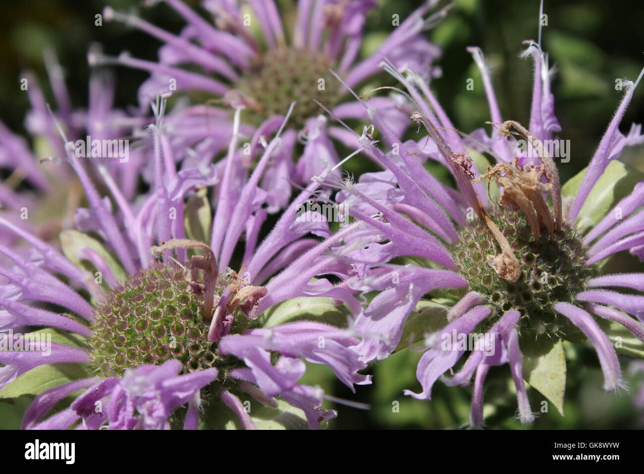 Wild bergamots in un restaurato prairie in Chicago, IL Foto Stock