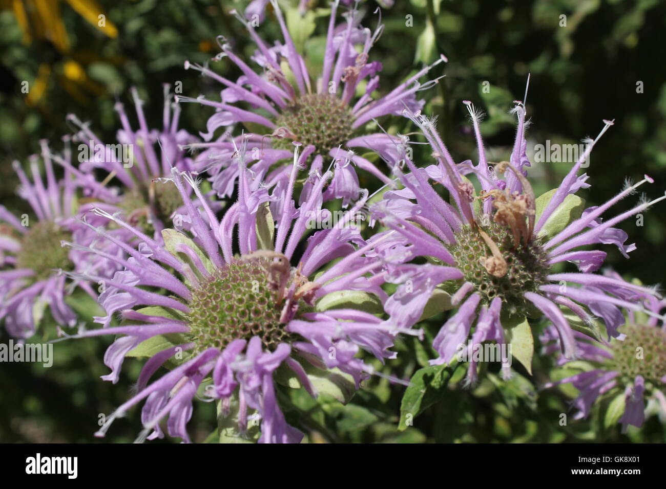 Wild bergamots in un restaurato prairie in Chicago, IL Foto Stock