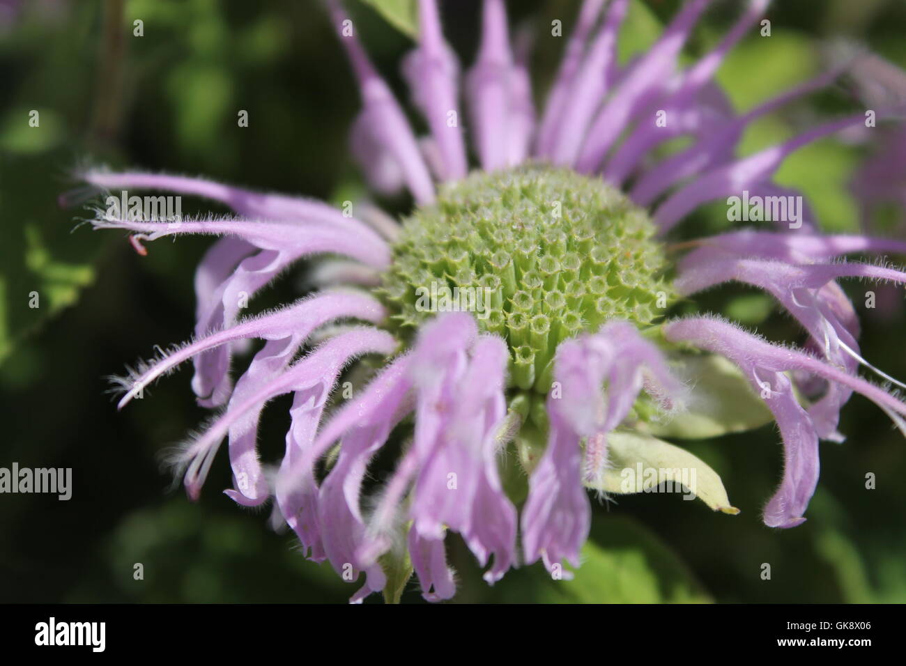 Un selvaggio bergamotto in un restaurato prairie in Chicago, IL Foto Stock
