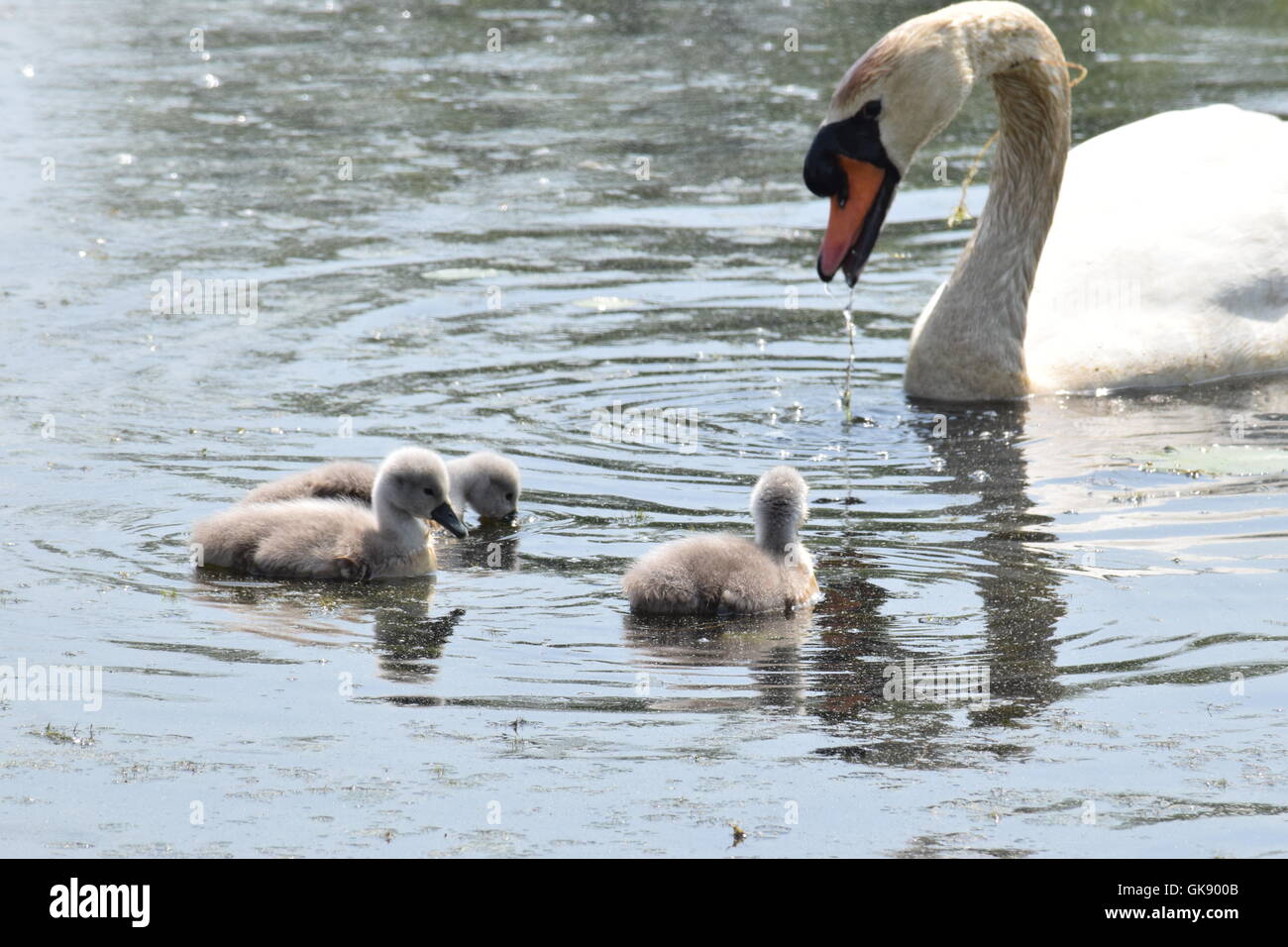 Swan nuoto con baby cygnet Foto Stock