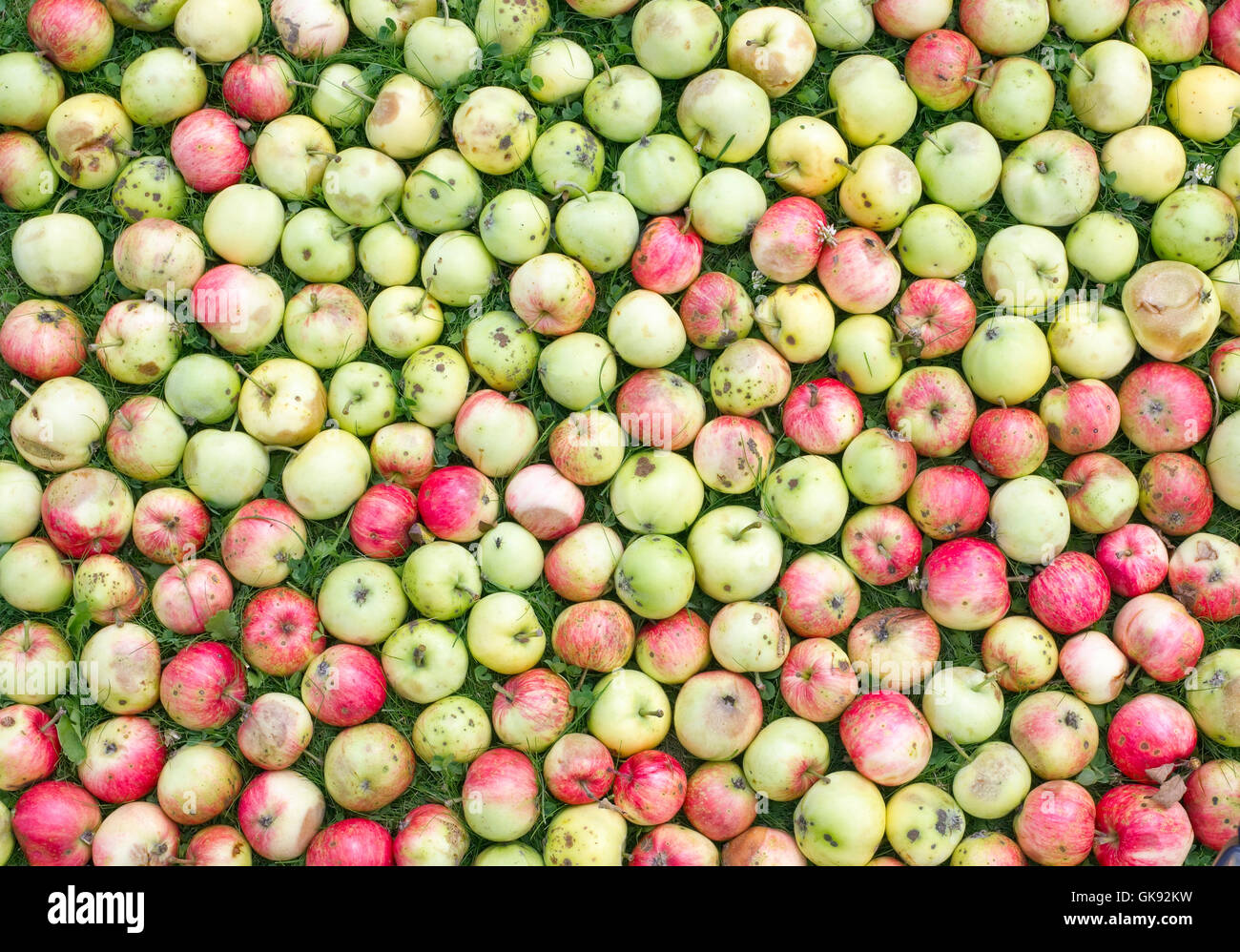 Molti verde e red worm mangiato e mele marce giacciono su un prato in estate di meli. La natura reale di sfondo di luglio. Parte superiore Foto Stock