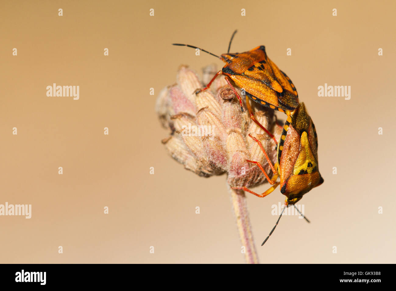 Scudo rosso bug ( carpocoris mediterraneus ), due individuls in accoppiamento a secco su un fower. Spagna. Foto Stock