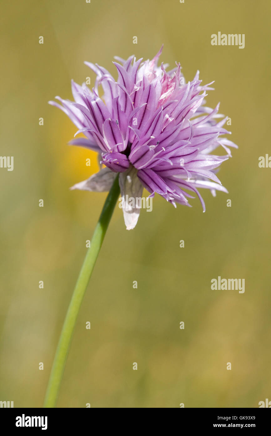 La flora alpina, erba cipollina ( Allium schoenoprasum subsp. alpinum) Foto Stock