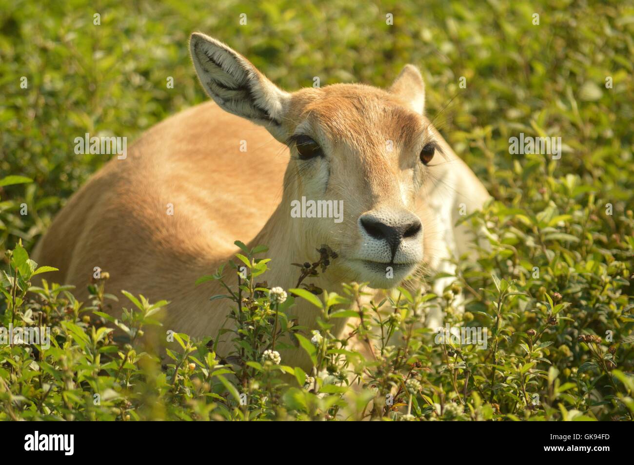 Impala posa in erba Foto Stock