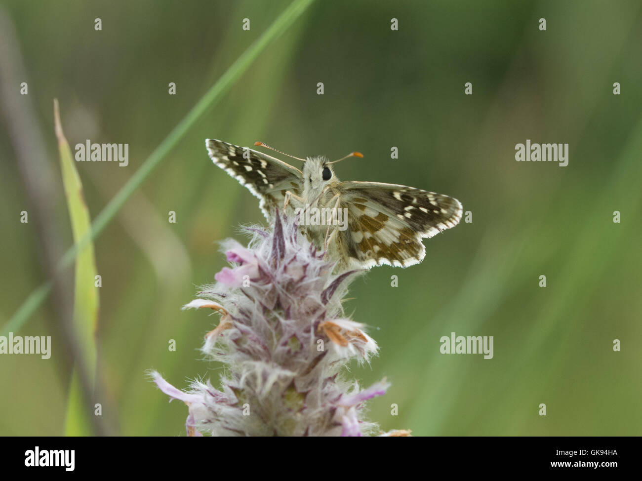 Oberthur di skipper brizzolato butterfly (Pyrgus armoricanus) su fiori selvaggi in Ungheria Foto Stock