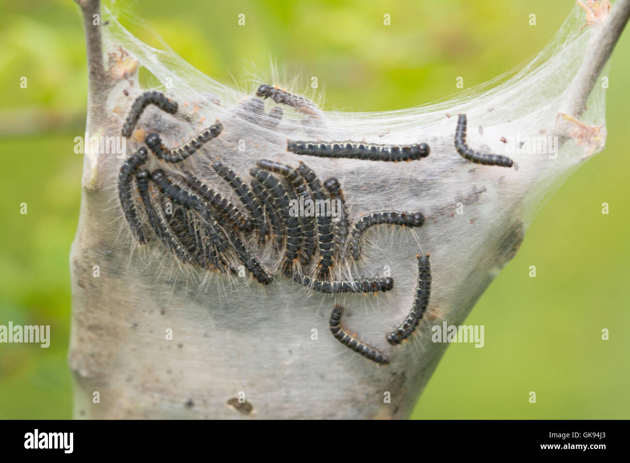 Piccola falena eggar (Eriogaster lanestris) bruchi (larve) rottura del web in Hampshire, Inghilterra Foto Stock