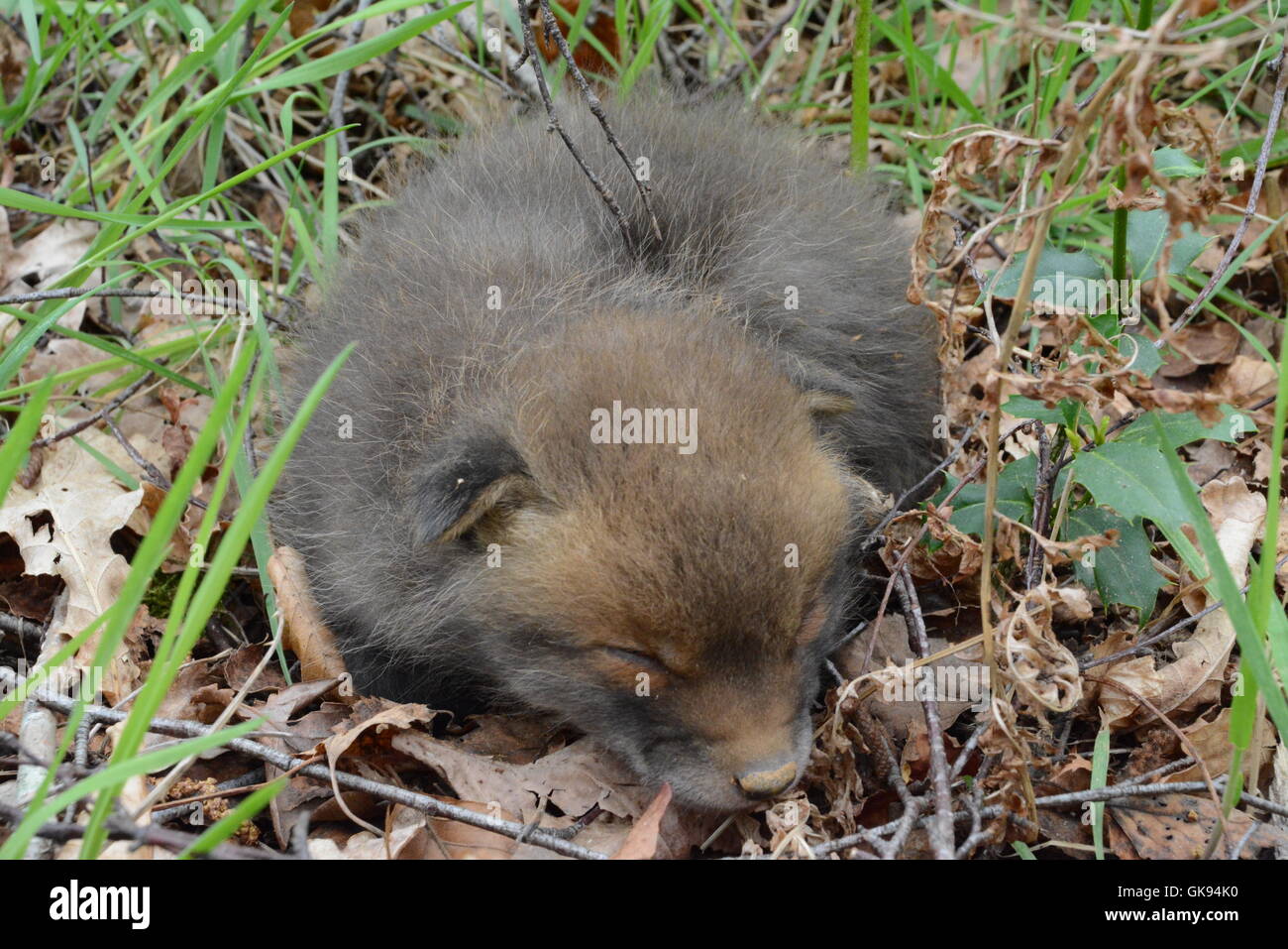 Giovane cucciolo di volpe rossa (Vulpes vulpes) in un bosco in Inghilterra, Regno Unito. Foto Stock