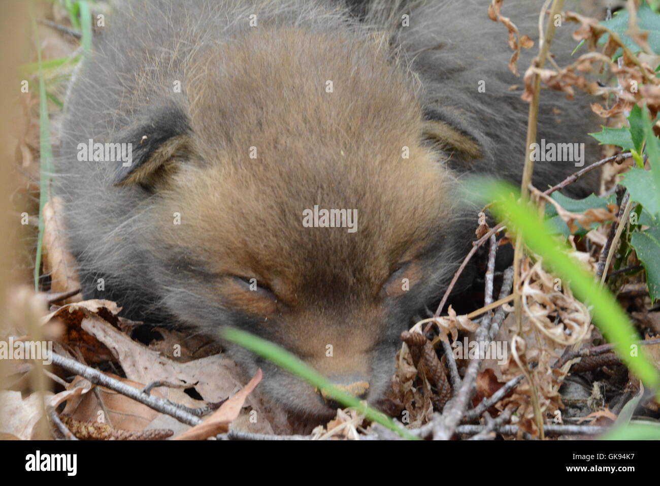 Rosso giovane cucciolo di volpe (Vulpes vulpes) nel bosco in Inghilterra Foto Stock