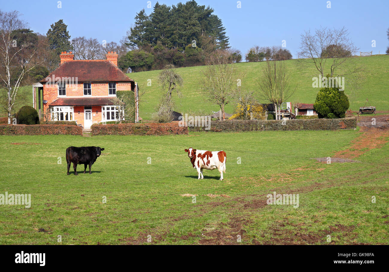 Un inglese un paesaggio rurale con casa colonica e mucche al pascolo Foto Stock