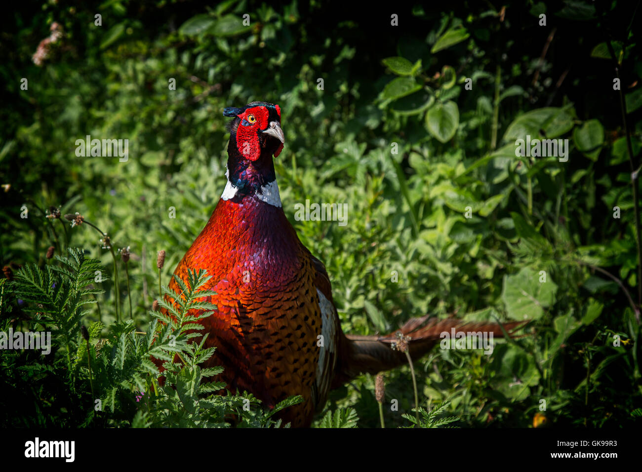 Fagiano maschio tra le fronde Foto Stock