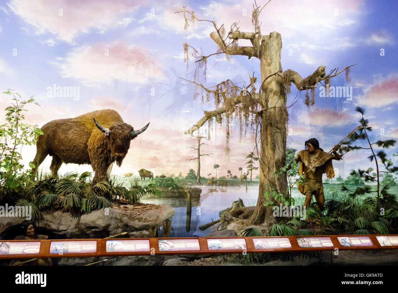 Florida Gulf Coast,Bradenton,South Florida Museum,storia naturale,patrimonio culturale,mostra collezione mostra mostra mostra mostra mostra mostra interpretativa,diorama,antropa Foto Stock