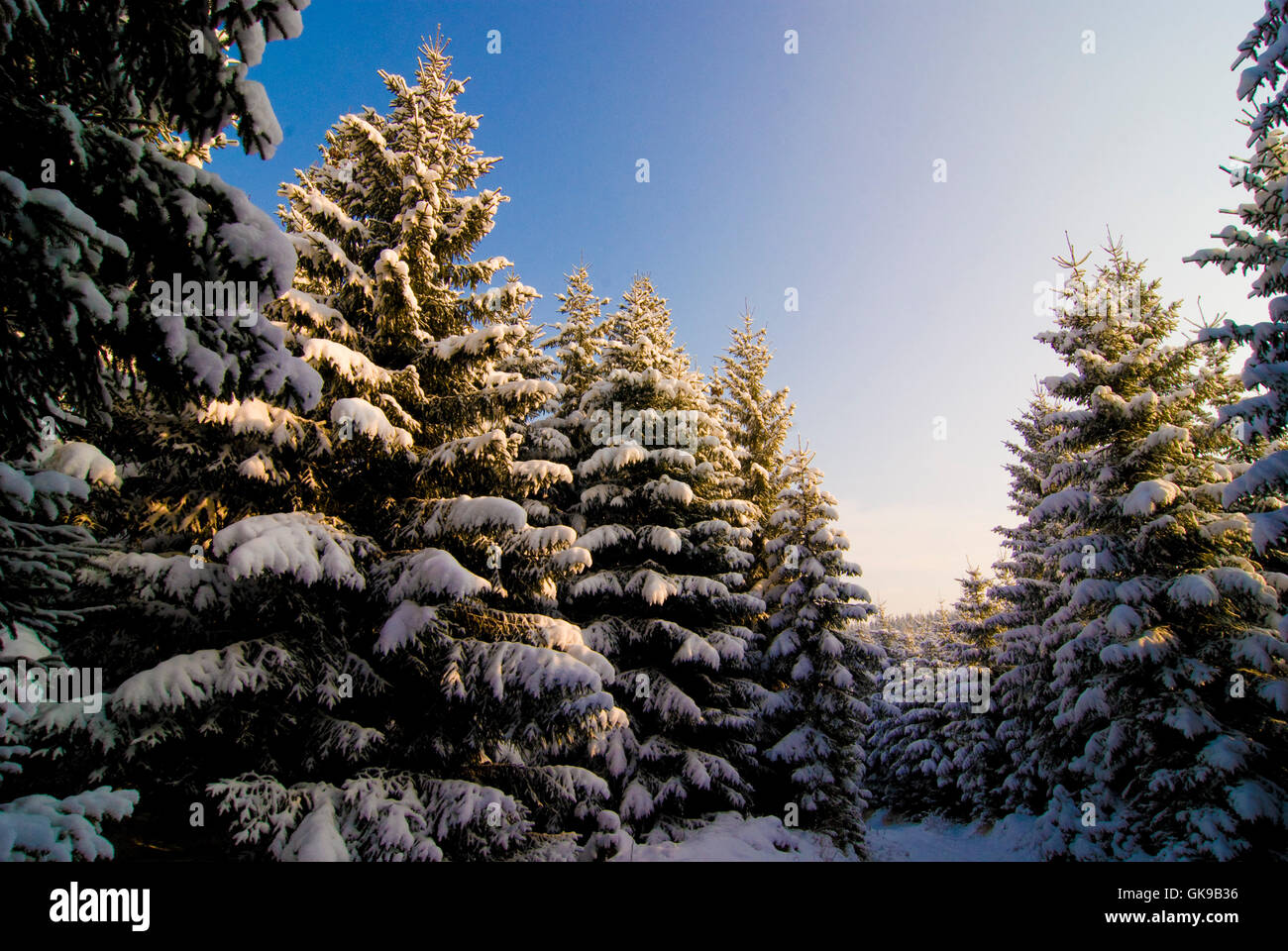 Tree escursione invernale Foto Stock