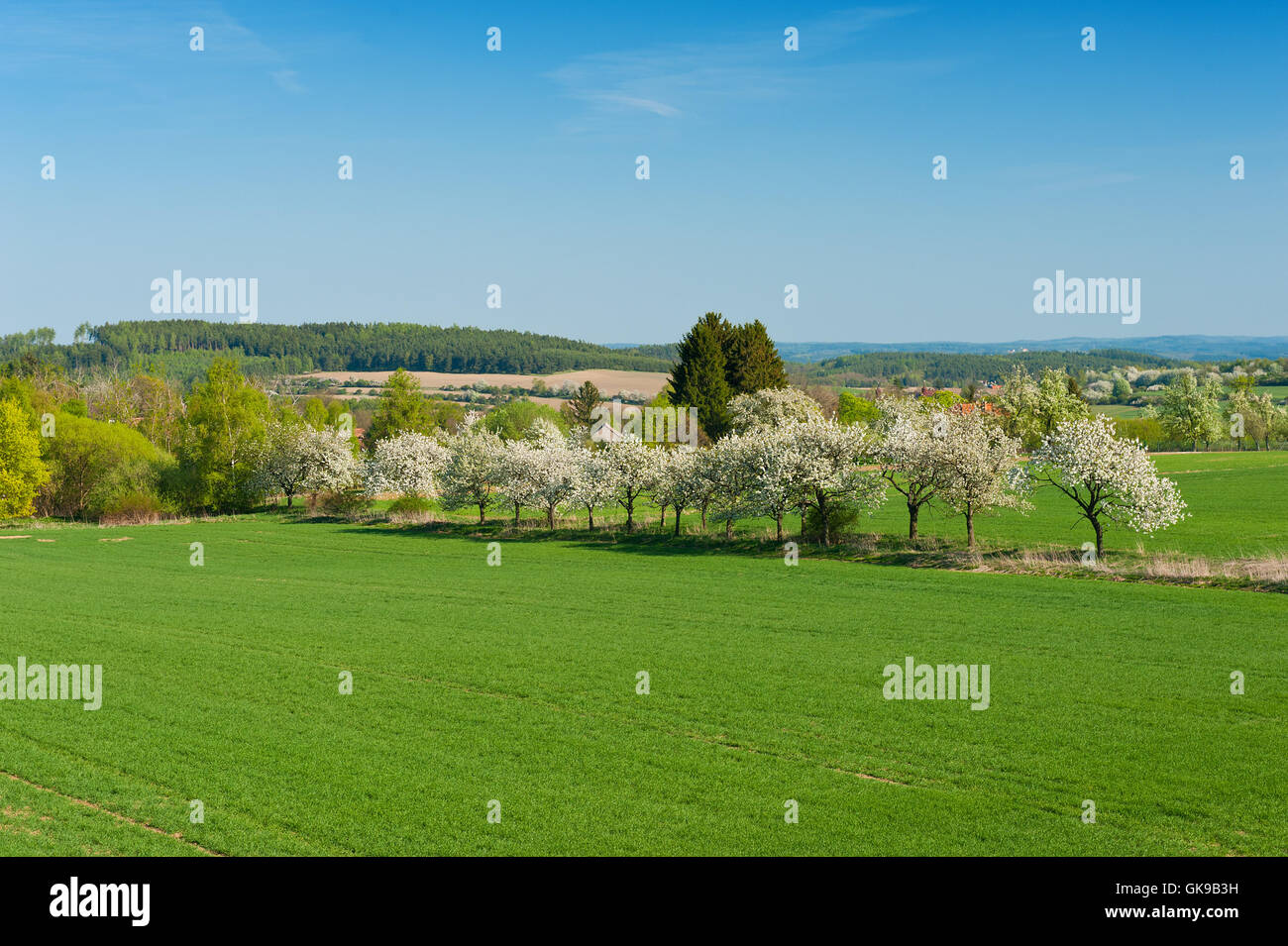 Struttura campo di alberi Foto Stock