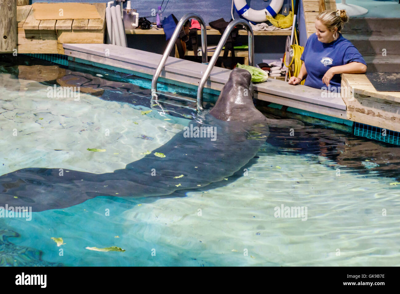 Florida,Sud,Gulf Coast,Bradenton,South Florida Museum,Parker Manatee Aquarium,storia naturale,ambiente marino,mostra collezione,piscina, Foto Stock
