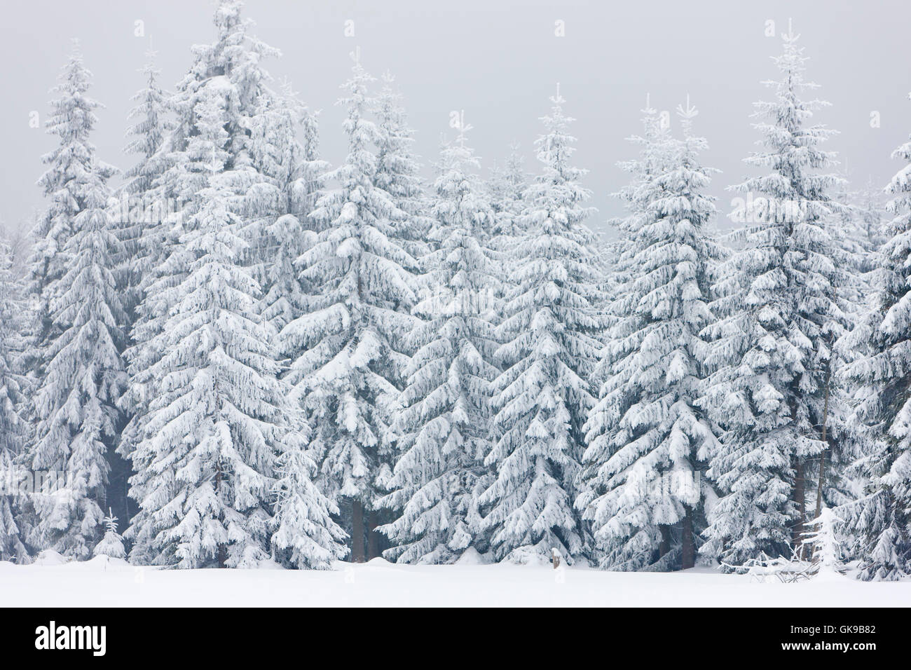 Paesaggi invernali tree Foto Stock