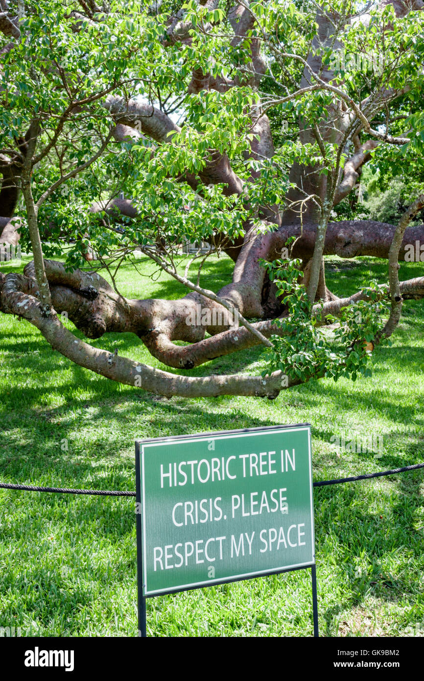 Bradenton Florida, Manatee River, National Park Service, De Soto National Memorial, 1539, atterraggio Hernando de Soto, conquista spagnola, punto di riferimento, Gumbo Limbo tr Foto Stock