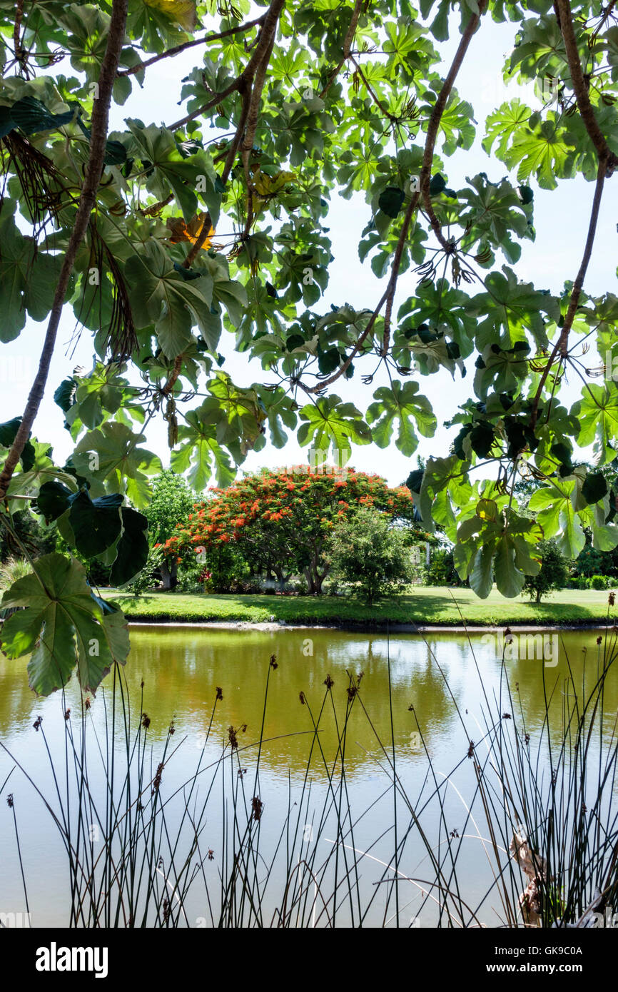 Bradenton Florida,Parco Botanico Palma sola,giardino,parco pubblico passivo,microclima protetto,coltivazione,collezione di piante,lago,Royal Poinciana,fiore Foto Stock