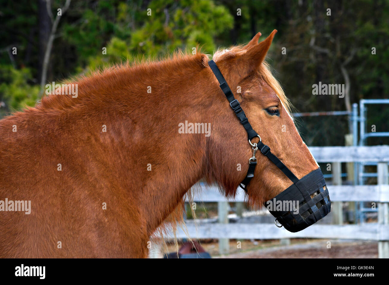 Cavallo animali animali Foto Stock