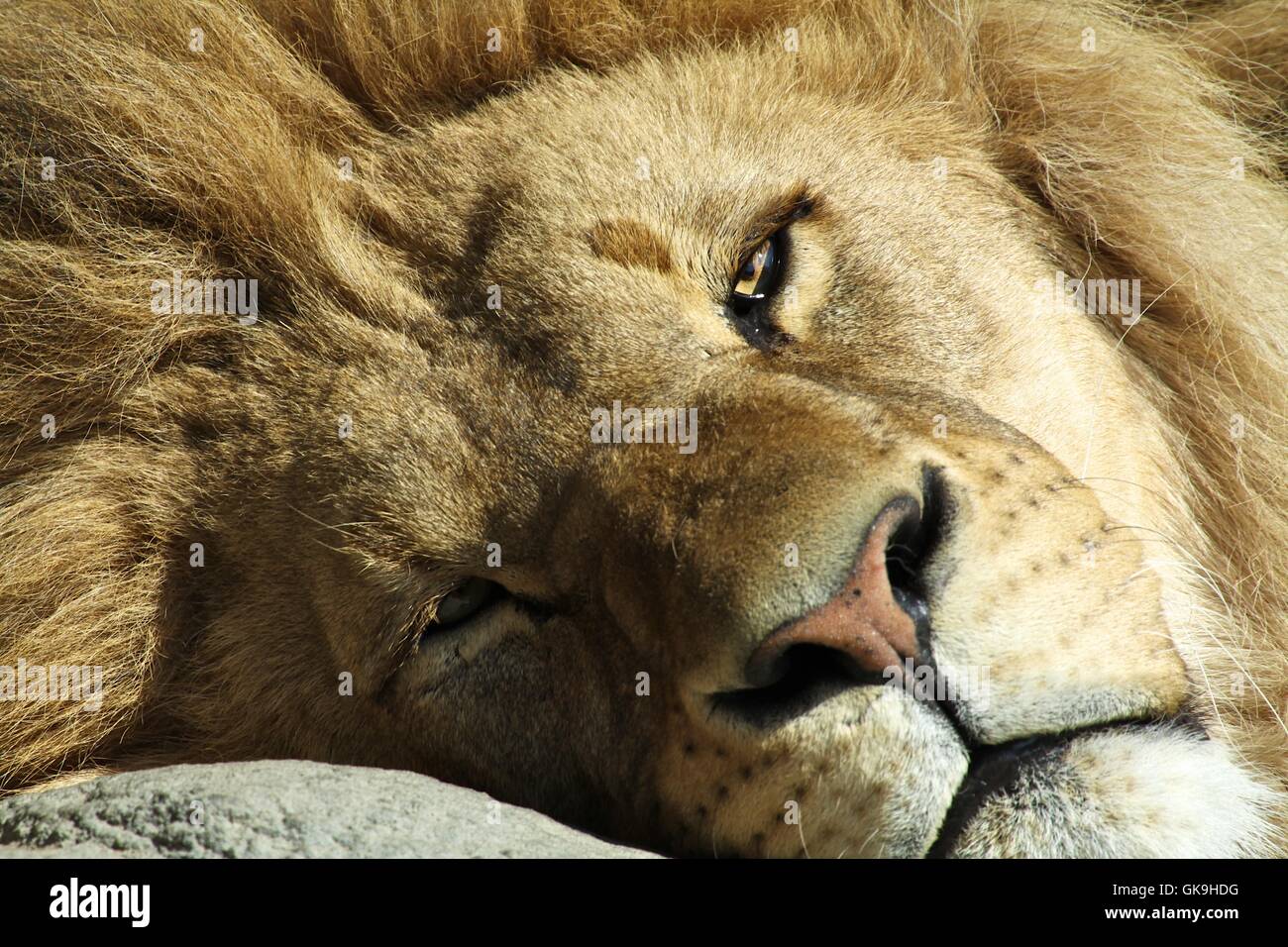 gatto animale leone Foto Stock