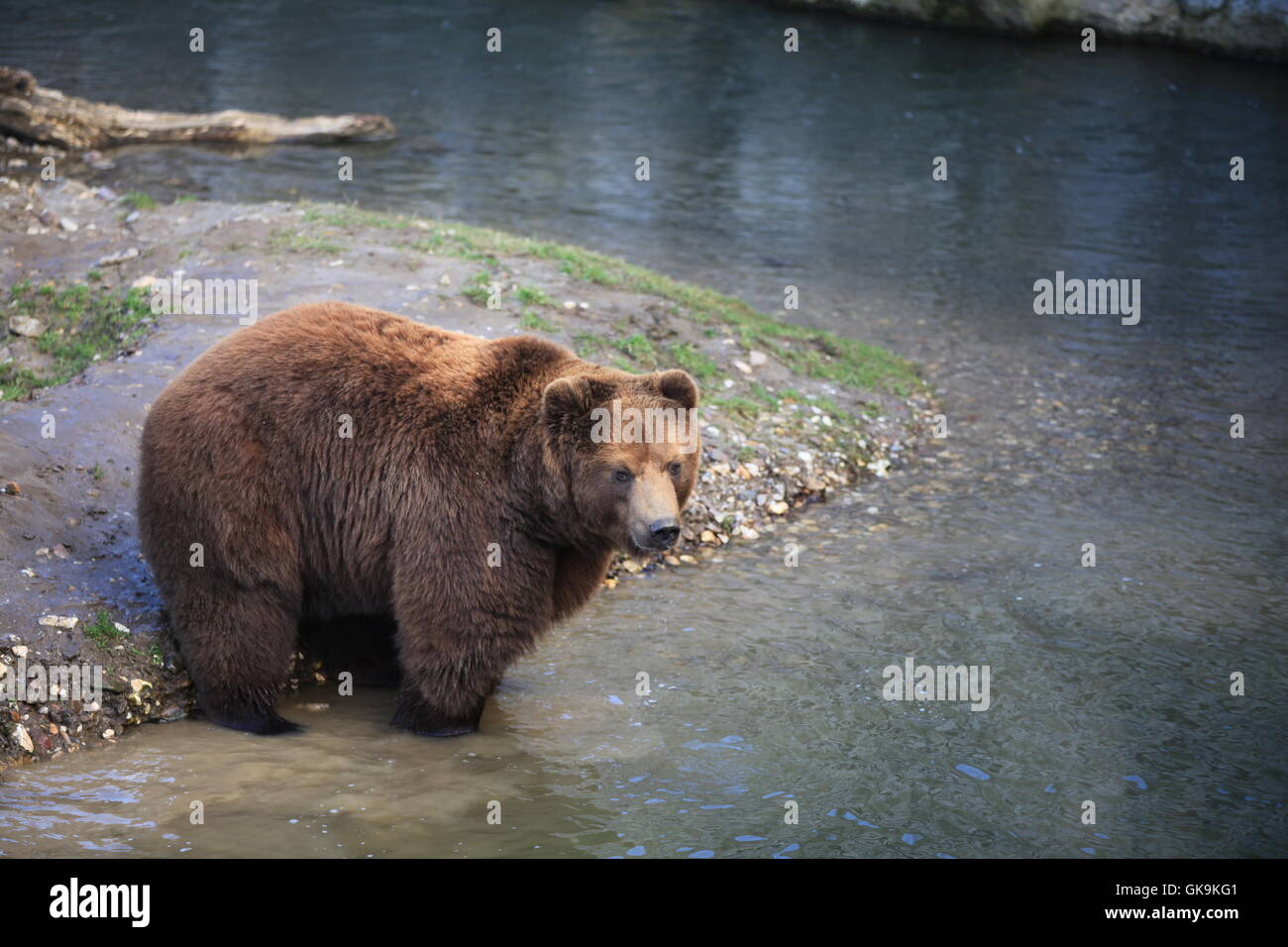 Kodiak in stretta Foto Stock