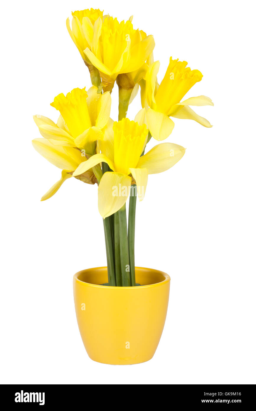 Decorazione di Pasqua con i narcisi in fiore pot Foto Stock