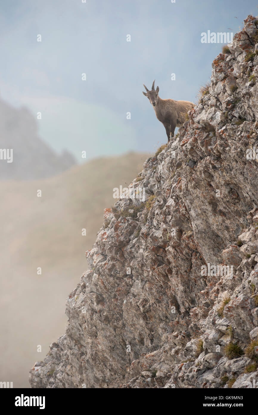 Alpine Ibex / Steinbock / Alpensteinbock ( Capra ibex ), femmina, sorge nella selvaggia montagna alta gamma guardando dietro l'angolo. Foto Stock