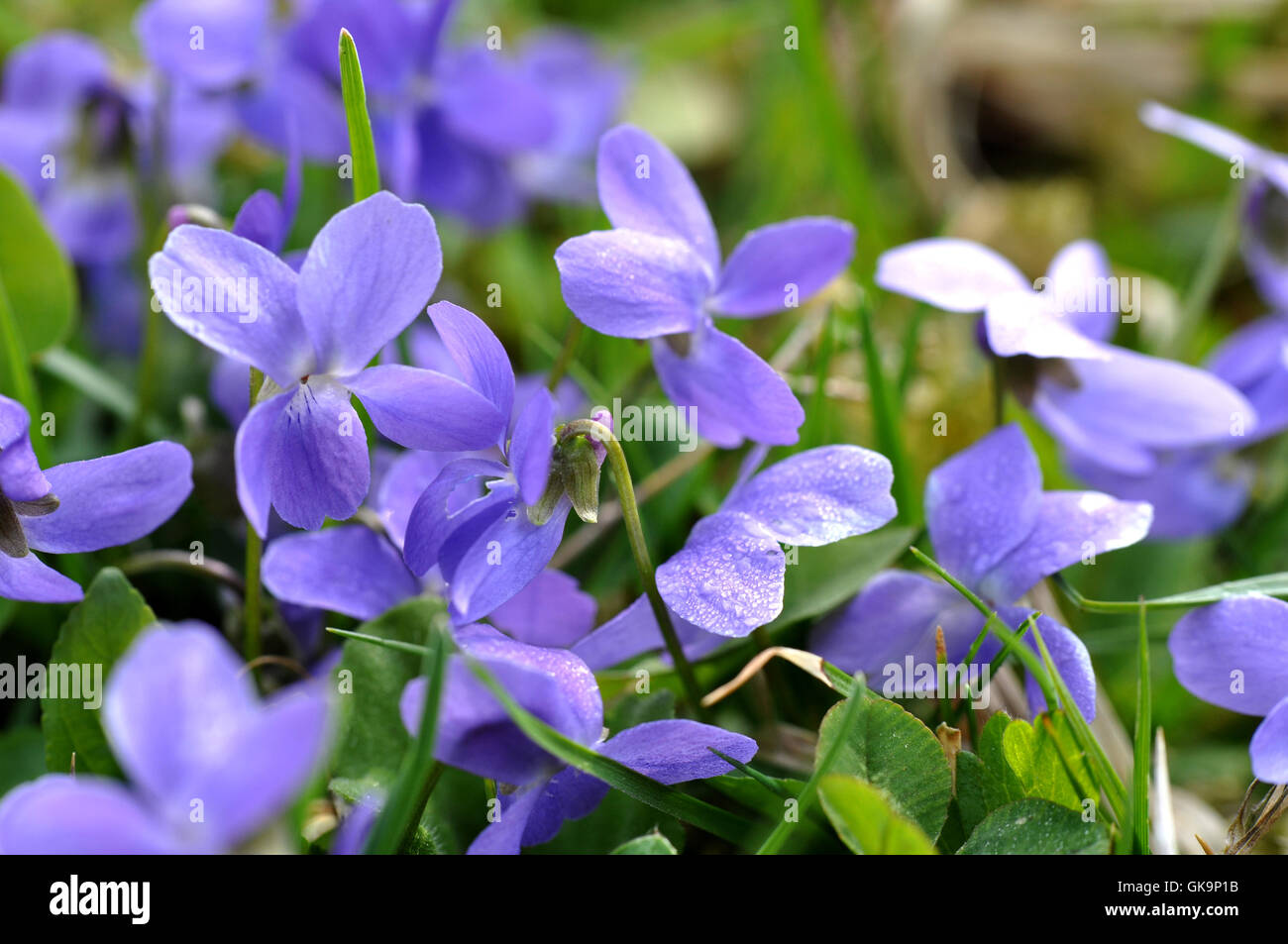 viole selvatiche Foto Stock
