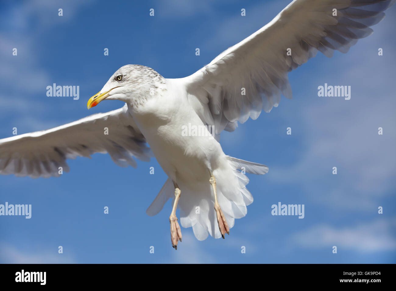 Primo piano di un gabbiano in volo contro un cielo blu Foto Stock