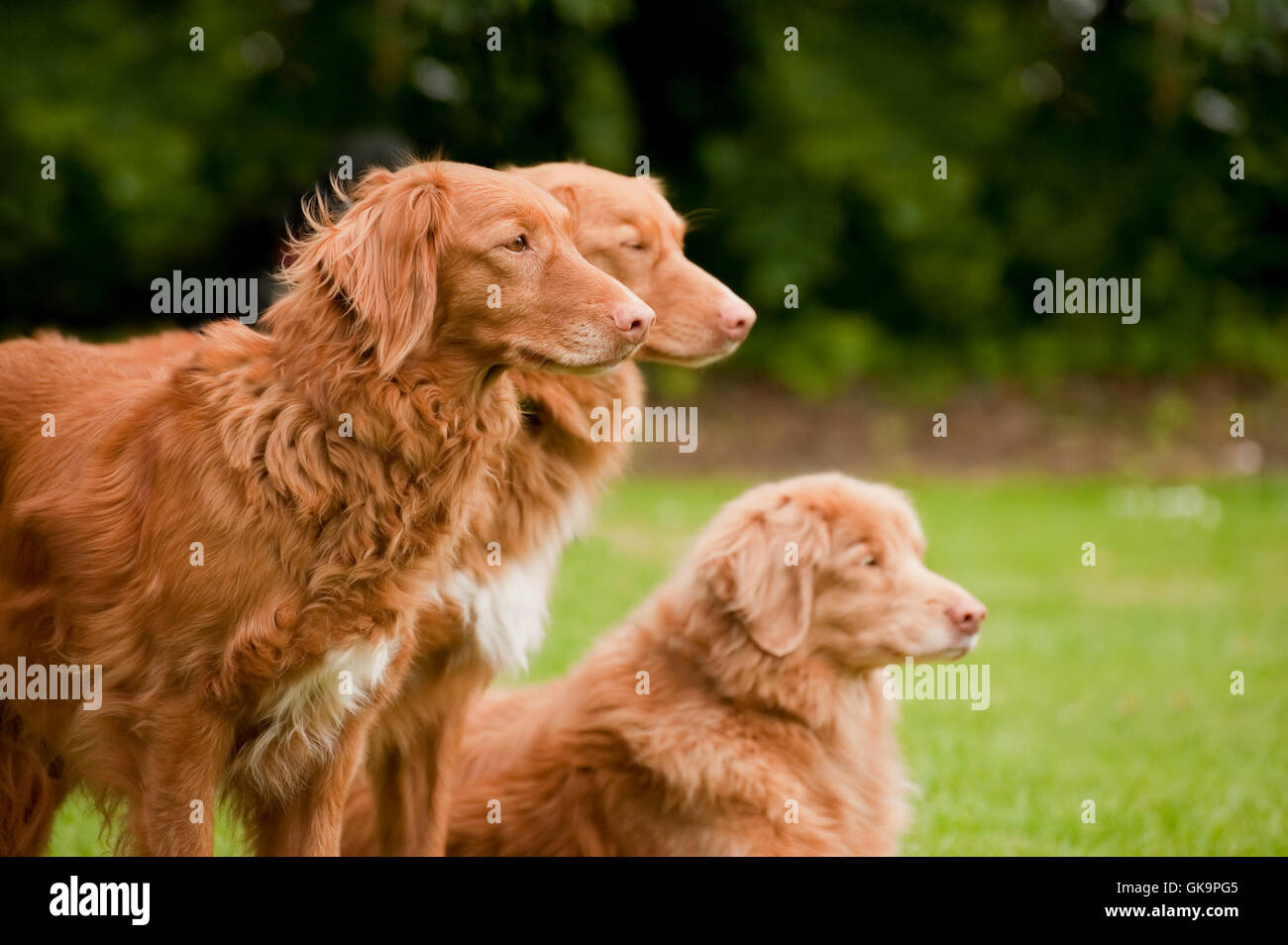 animali domestici cane cani Foto Stock