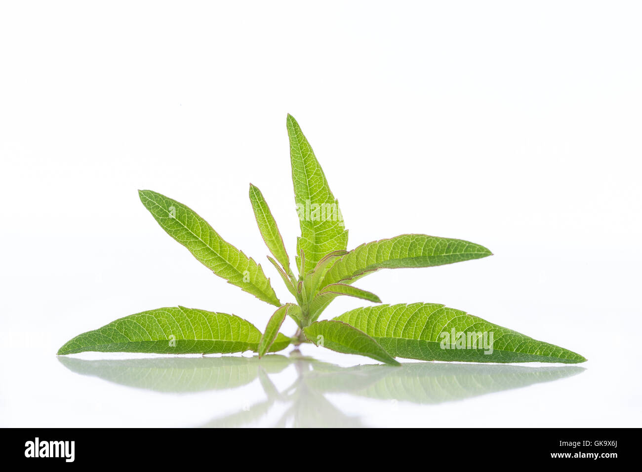 Il limone di vervain verbena olio essenziale naturopatia Foto Stock