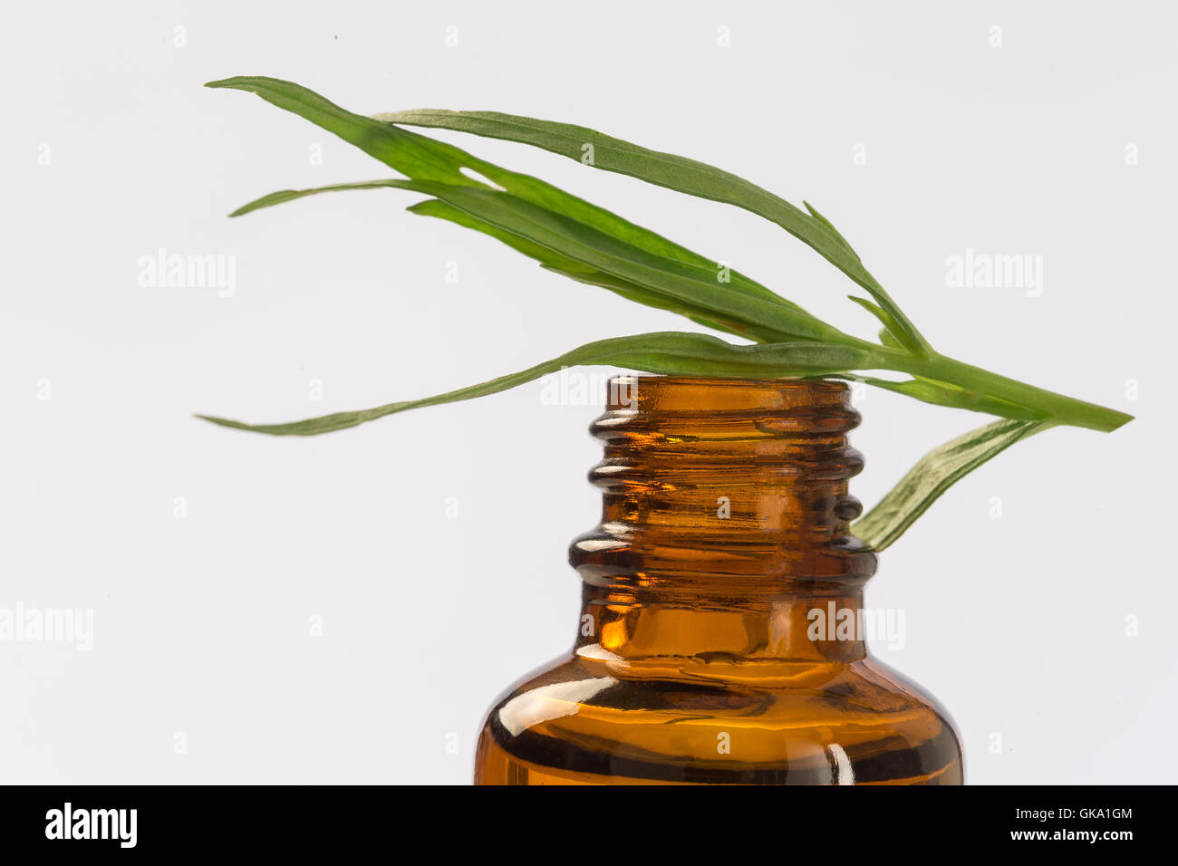 Dragoncello Artemisia dracunculus olio nella bottiglia farmaceutica Foto Stock