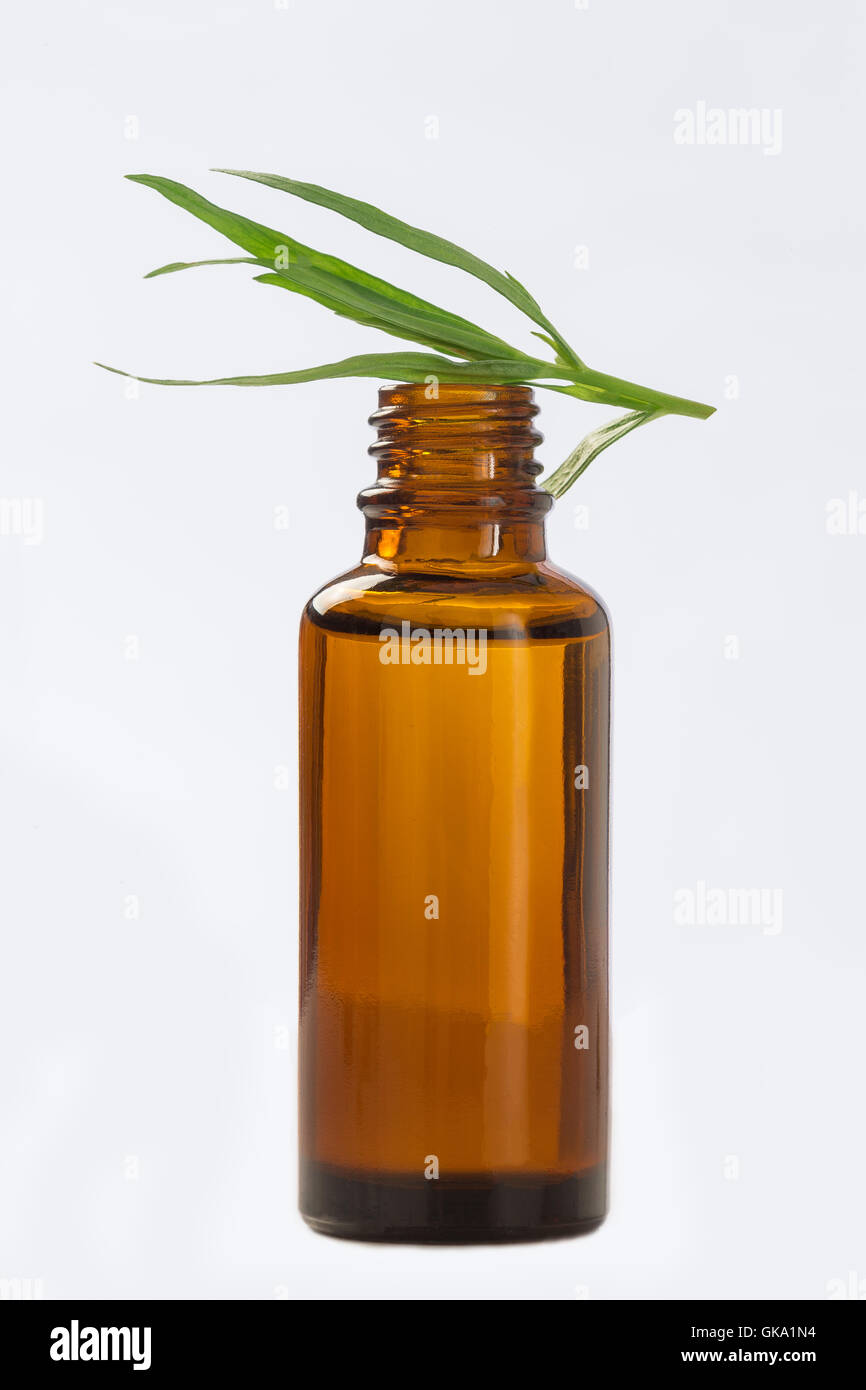 Dragoncello Artemisia dracunculus olio nella bottiglia farmaceutica Foto Stock