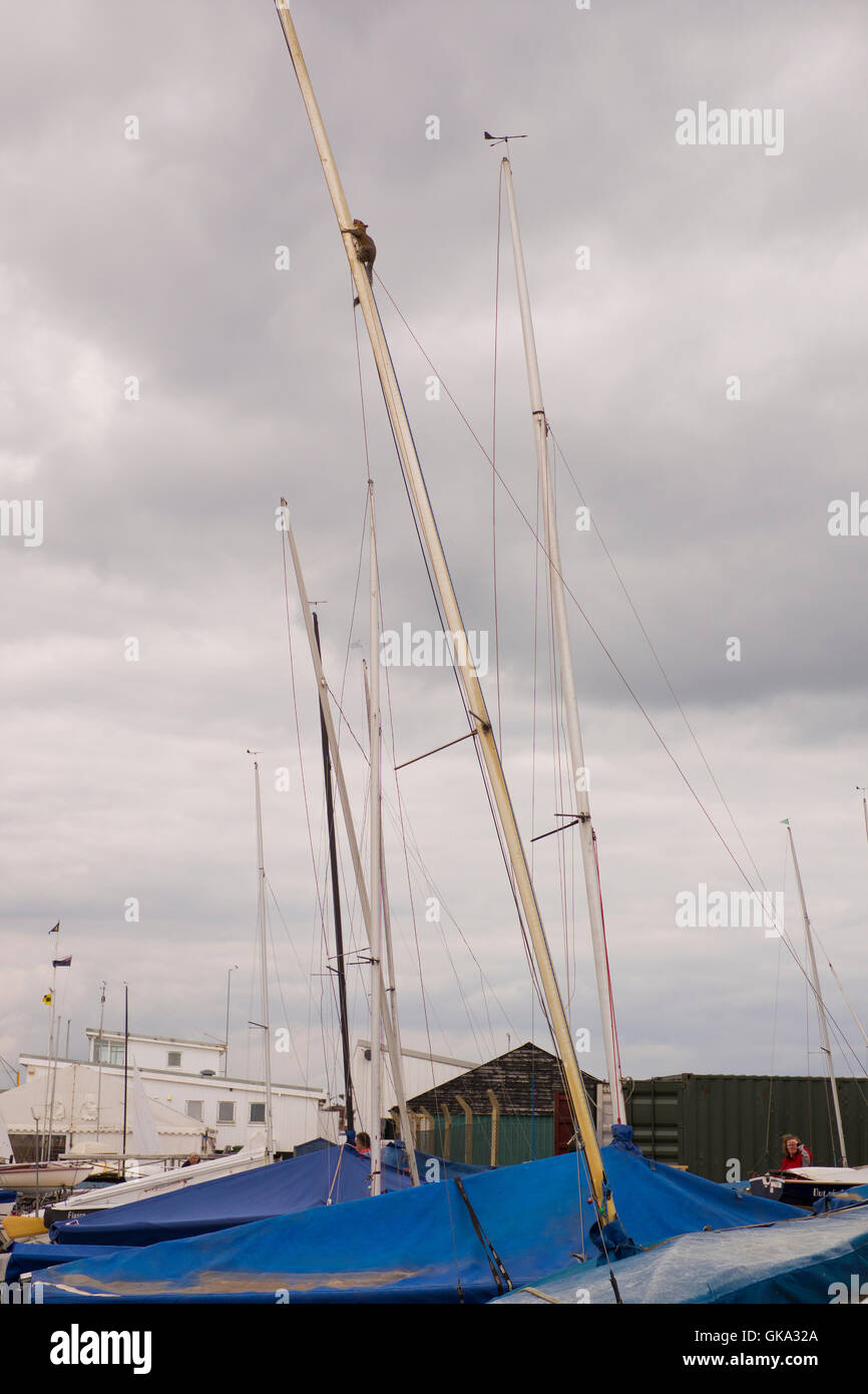 Lo scoiattolo su un montante in Aldeburgh yacht club Foto Stock