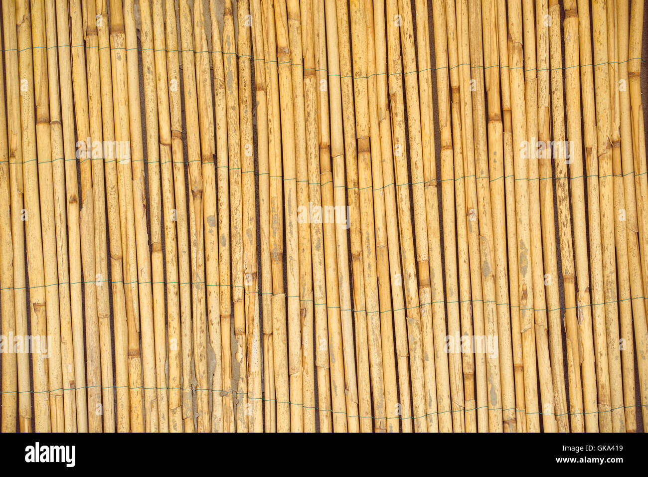 Dry reed cannucce recinto come tessitura o sfondo, materiale naturale superficie di sfondo Foto Stock