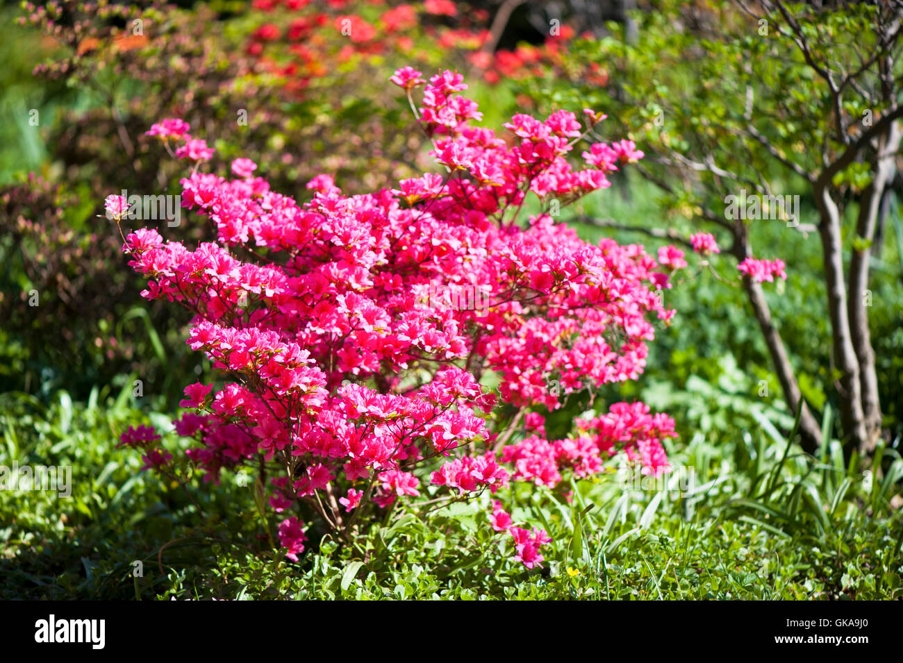 Azalea bush Foto Stock