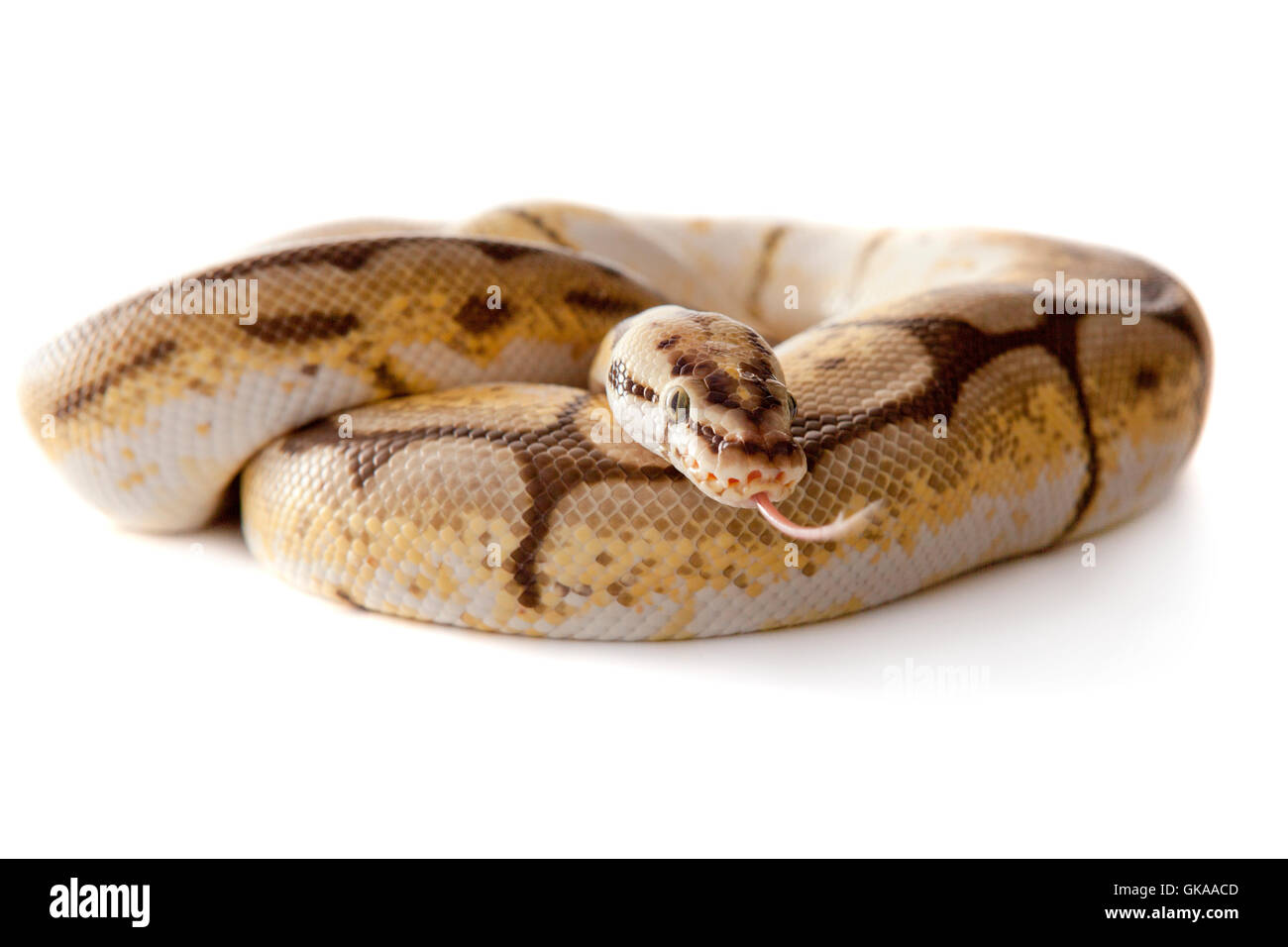 Snake snake boa serpente con sfondo bianco Foto Stock