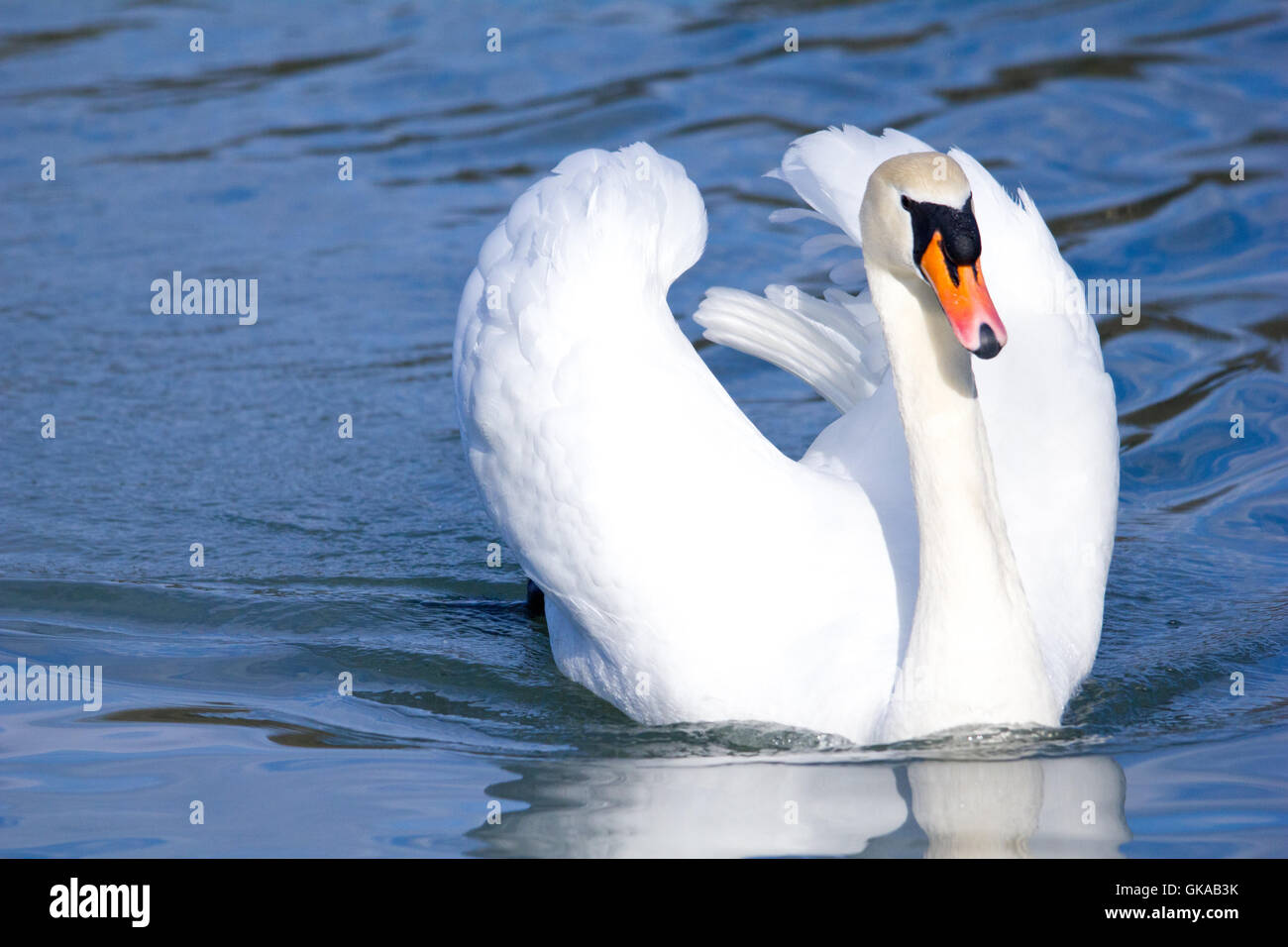 Cigno animale bagnato Foto Stock