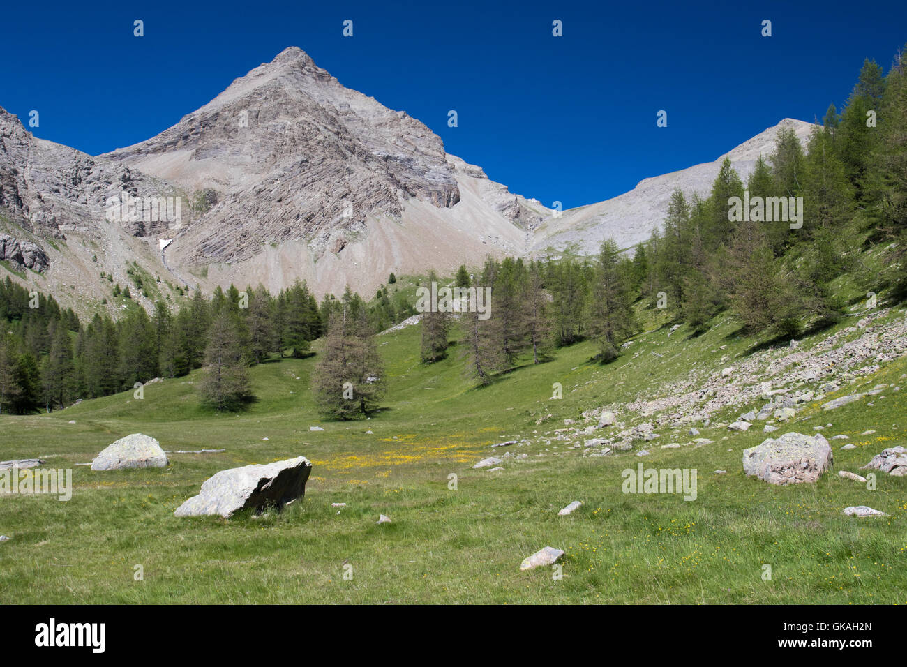 Prato alpino nel Parco Nazionale del Mercantour, Provenza-Alpi-Costa Azzurra, Francia Foto Stock