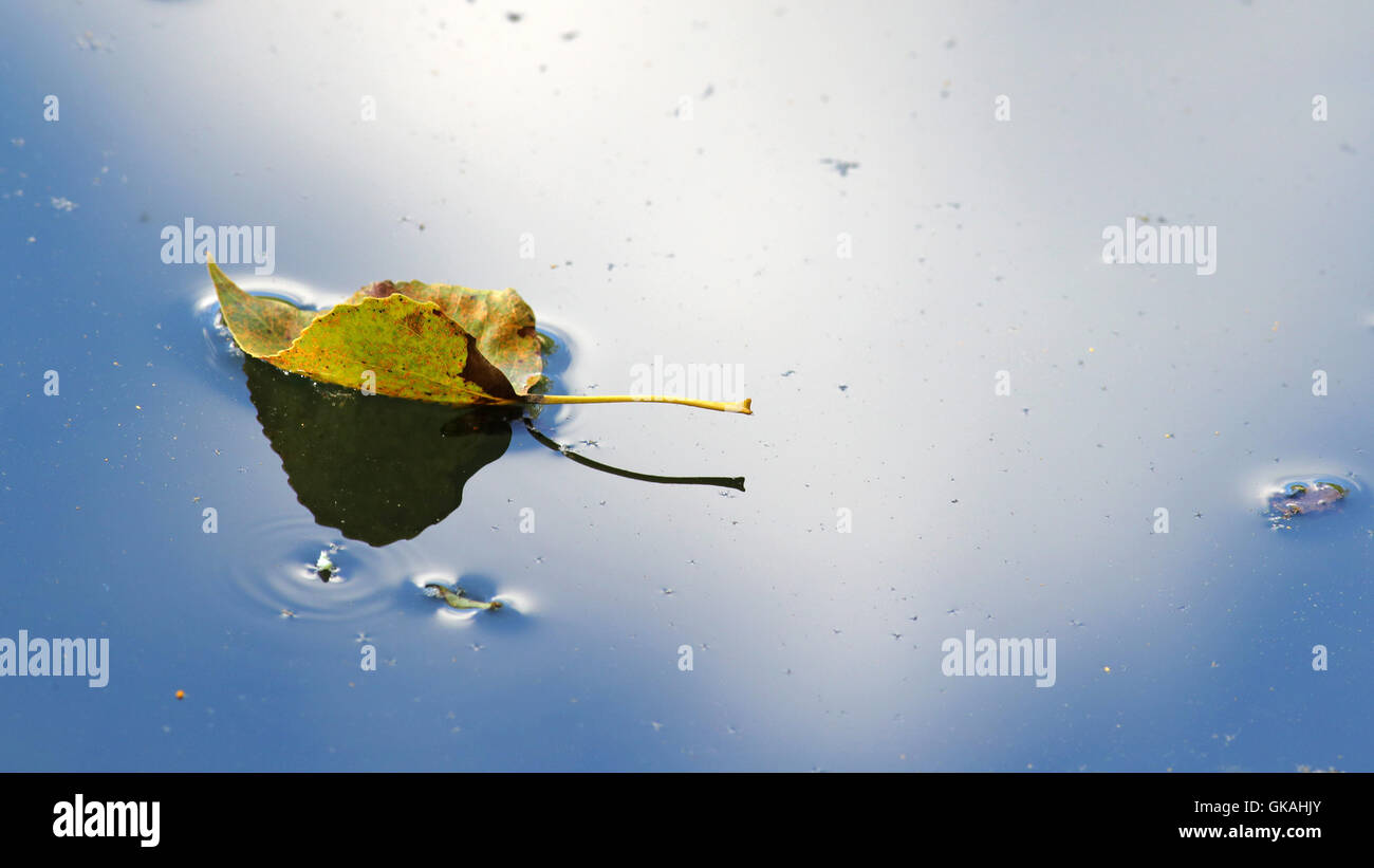 Tema di autunno con un giallo foglie galleggianti in acqua con riflessi di cielo blu e nuvole bianche Foto Stock