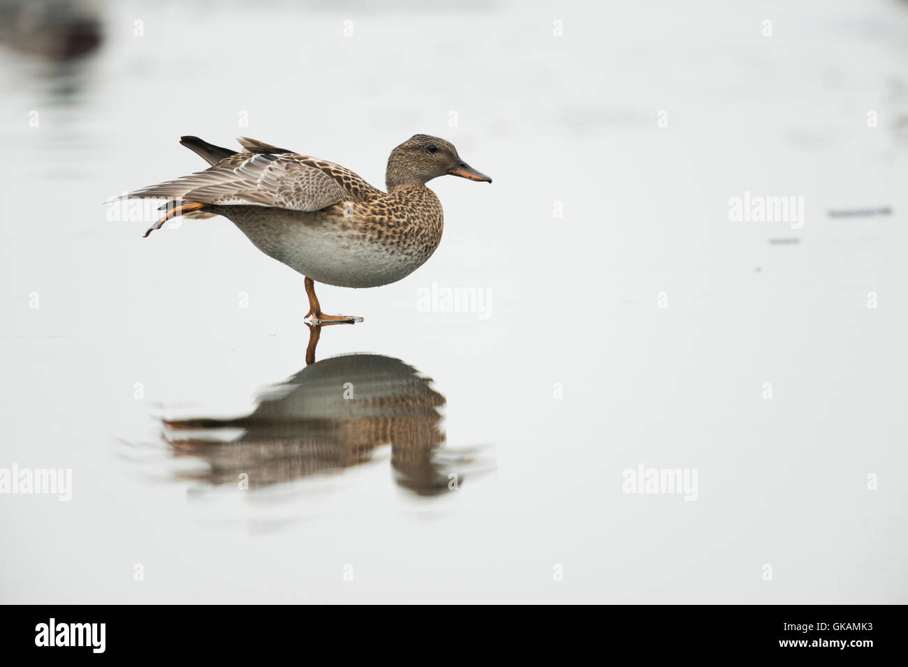 Canapiglia anatra / Schnatterente ( Anas strepera ) si stende come un Pattinatore su ghiaccio con una bella riflessione su un corpo congelato di acqua. Foto Stock