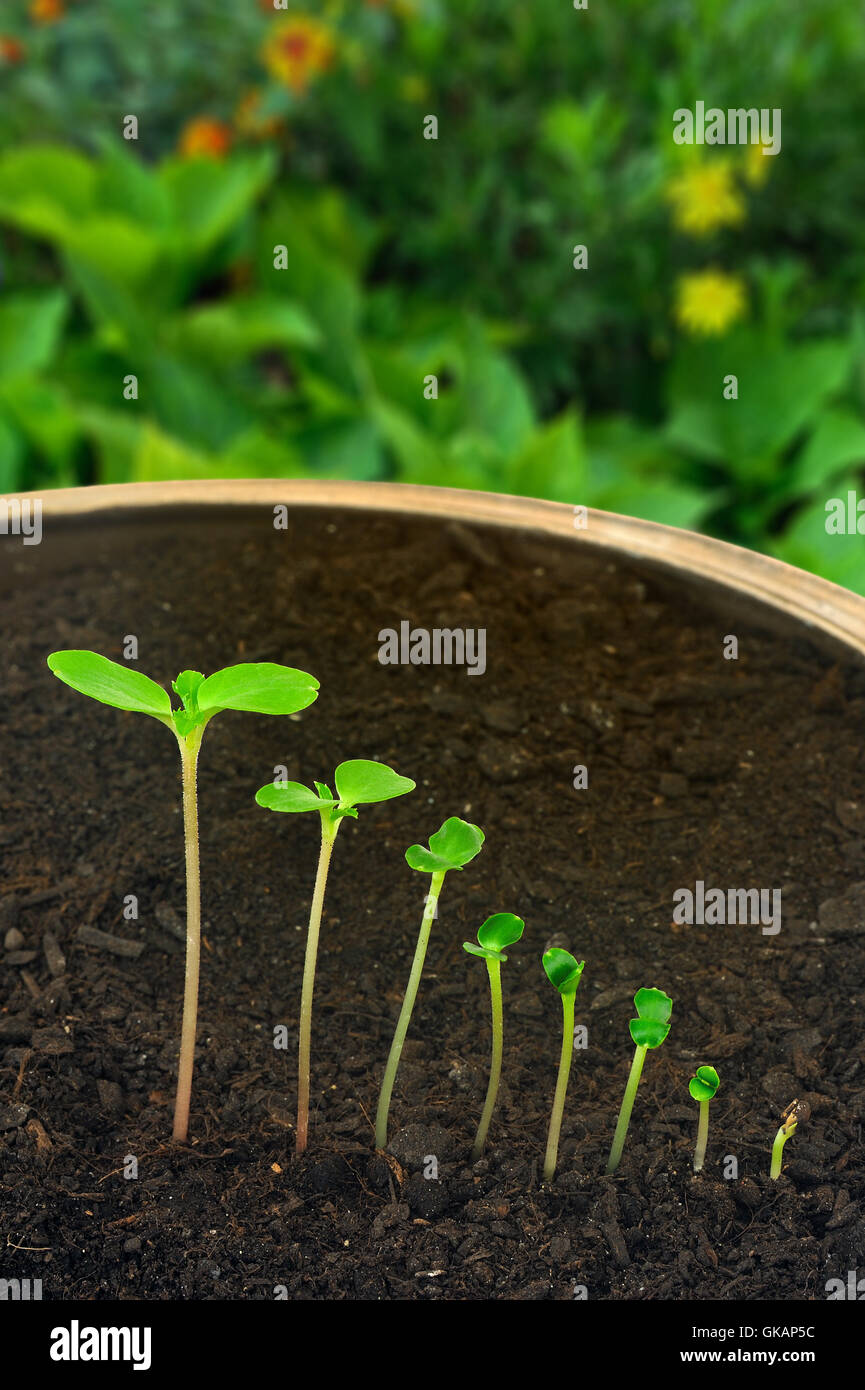 Semi Di Girasole Colorati | Alta Germinazione | Attira Api E Farfalle | Set Da 5 Varietà - Foto 6