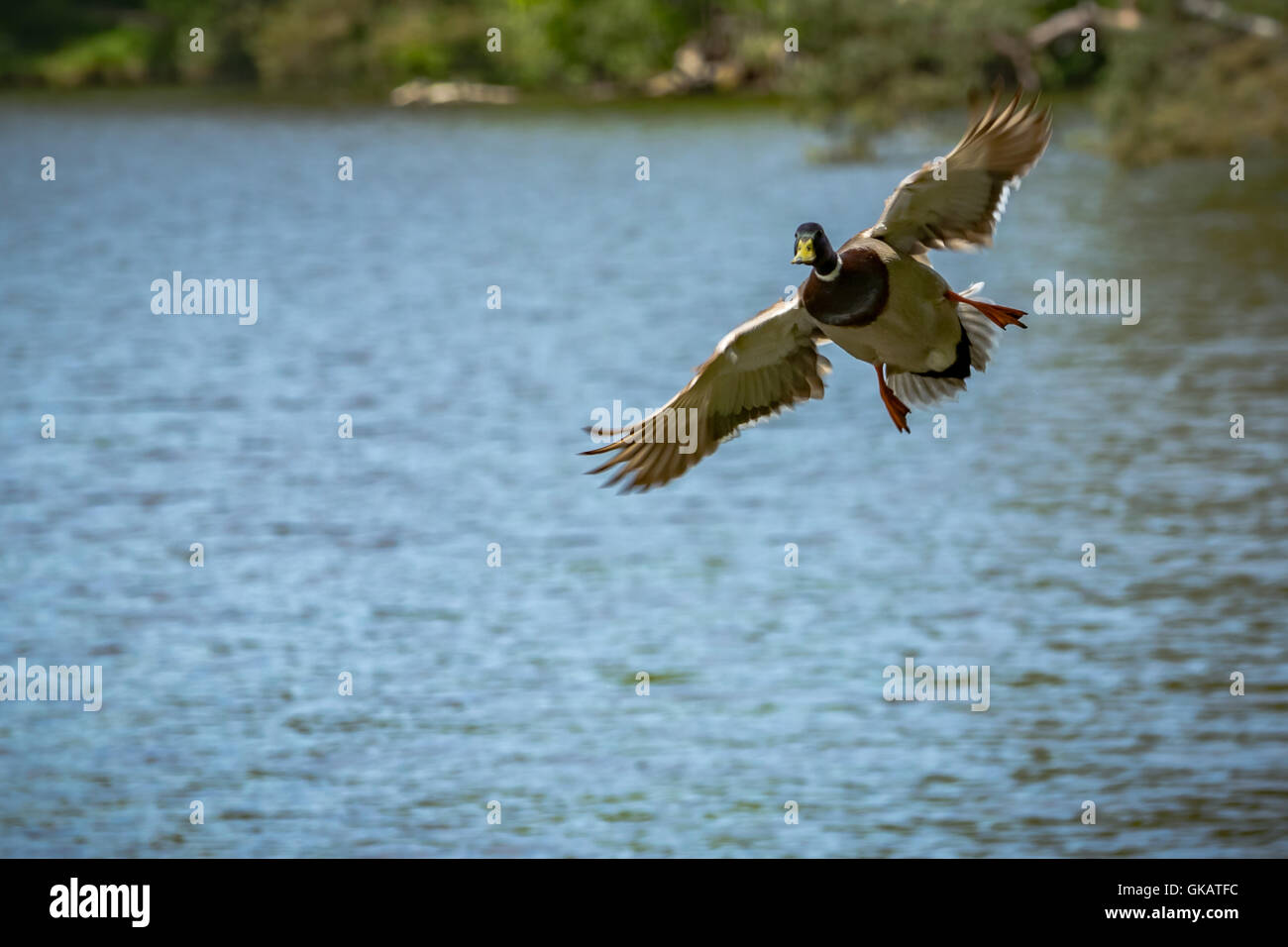 Anatra selvatica in volo sopra l'acqua Foto Stock