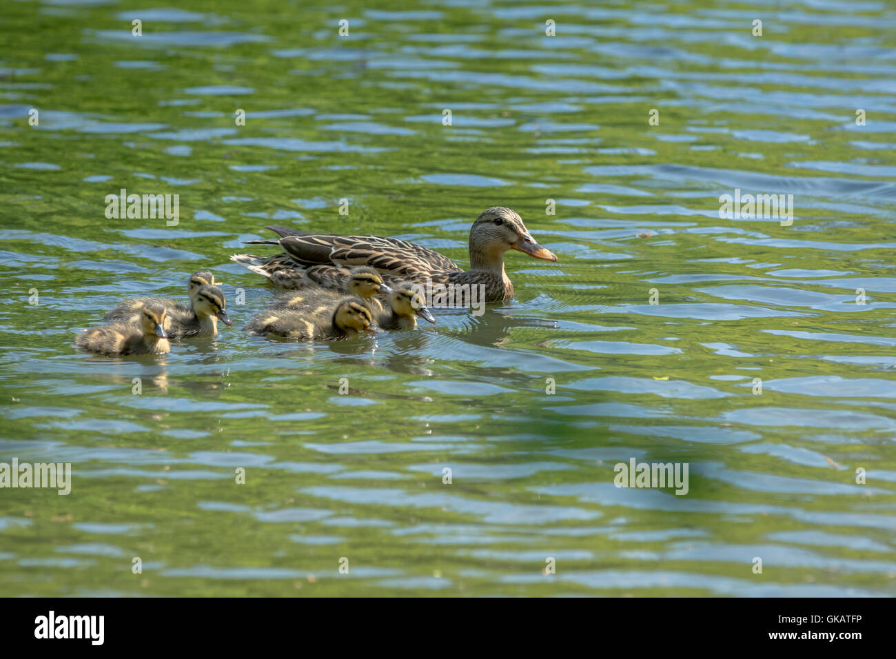 Famiglia di anatre selvatiche nuotare nel fiume Foto Stock