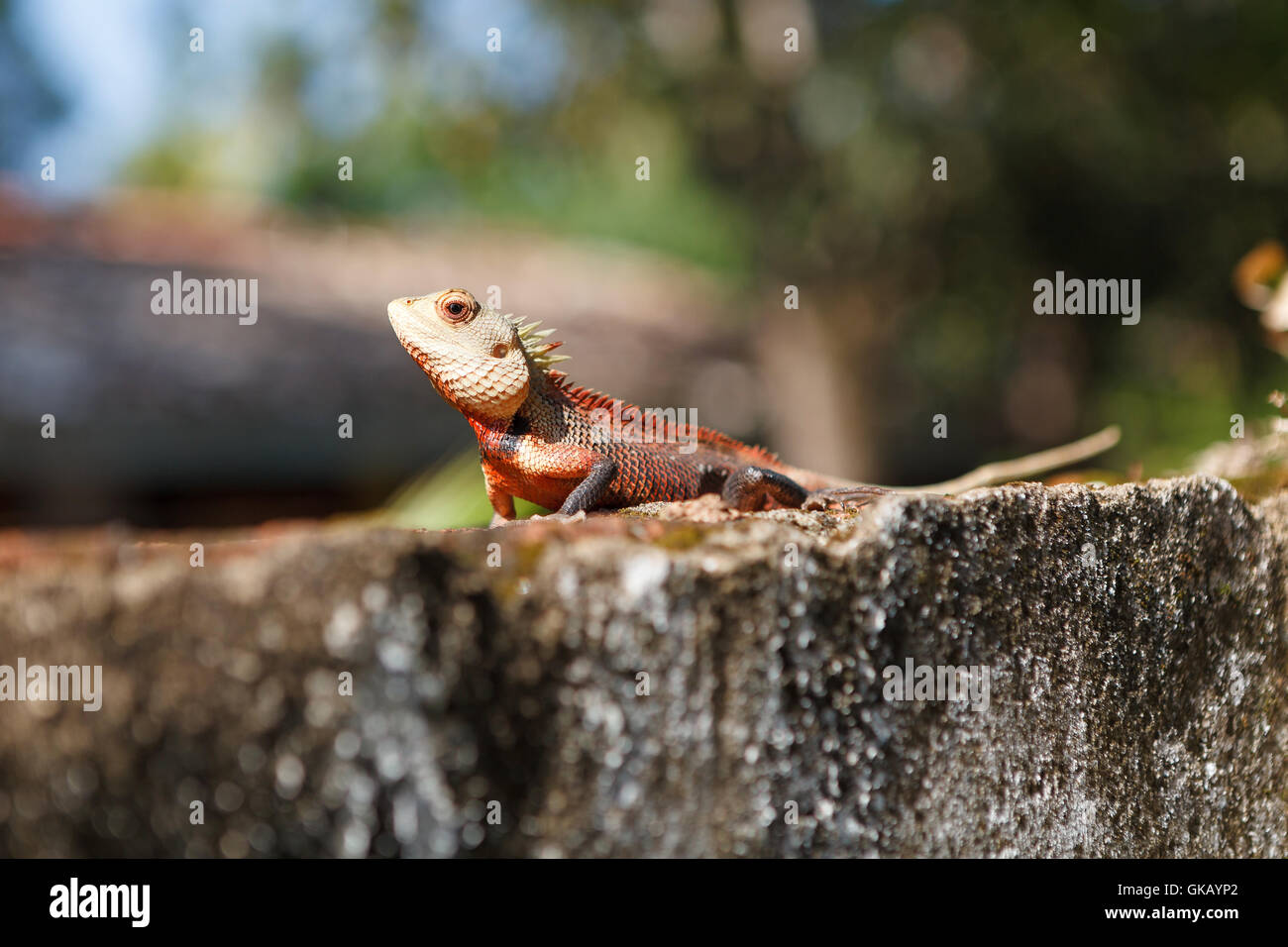 Calotes lizard, Sri Lanka Foto Stock