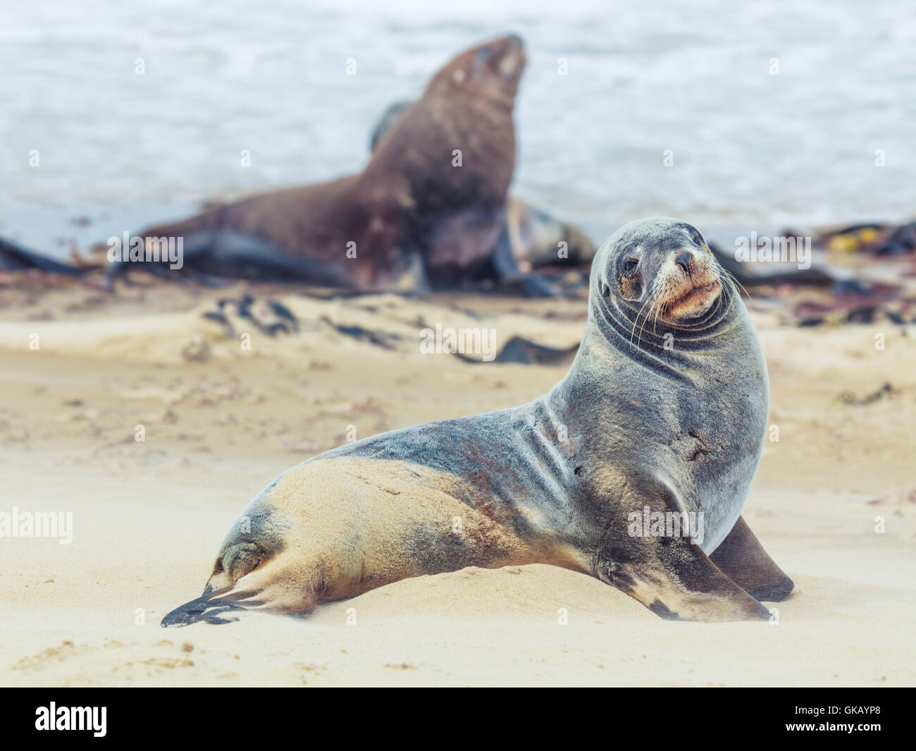 Nuova Zelanda leone di mare protetto Foto Stock