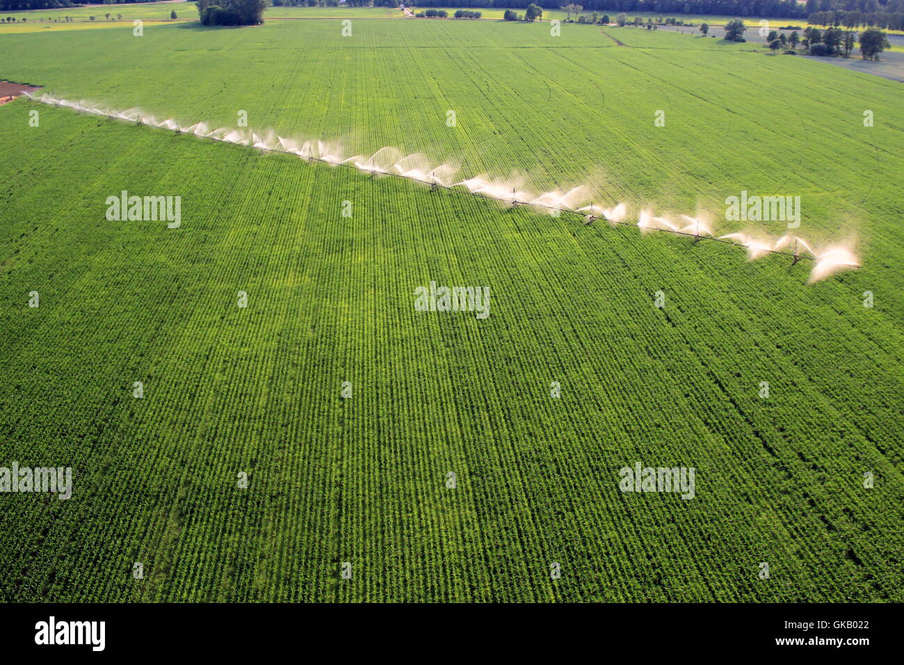 Cornfield irrigazione Foto Stock