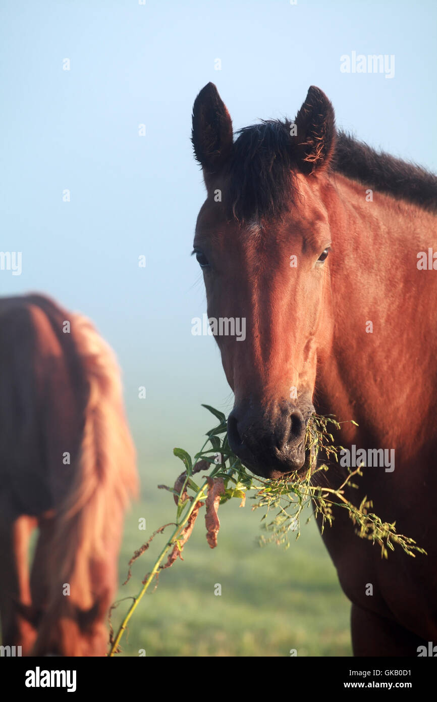 Cavallo mangiare erba su pascolo vicino fino Foto Stock
