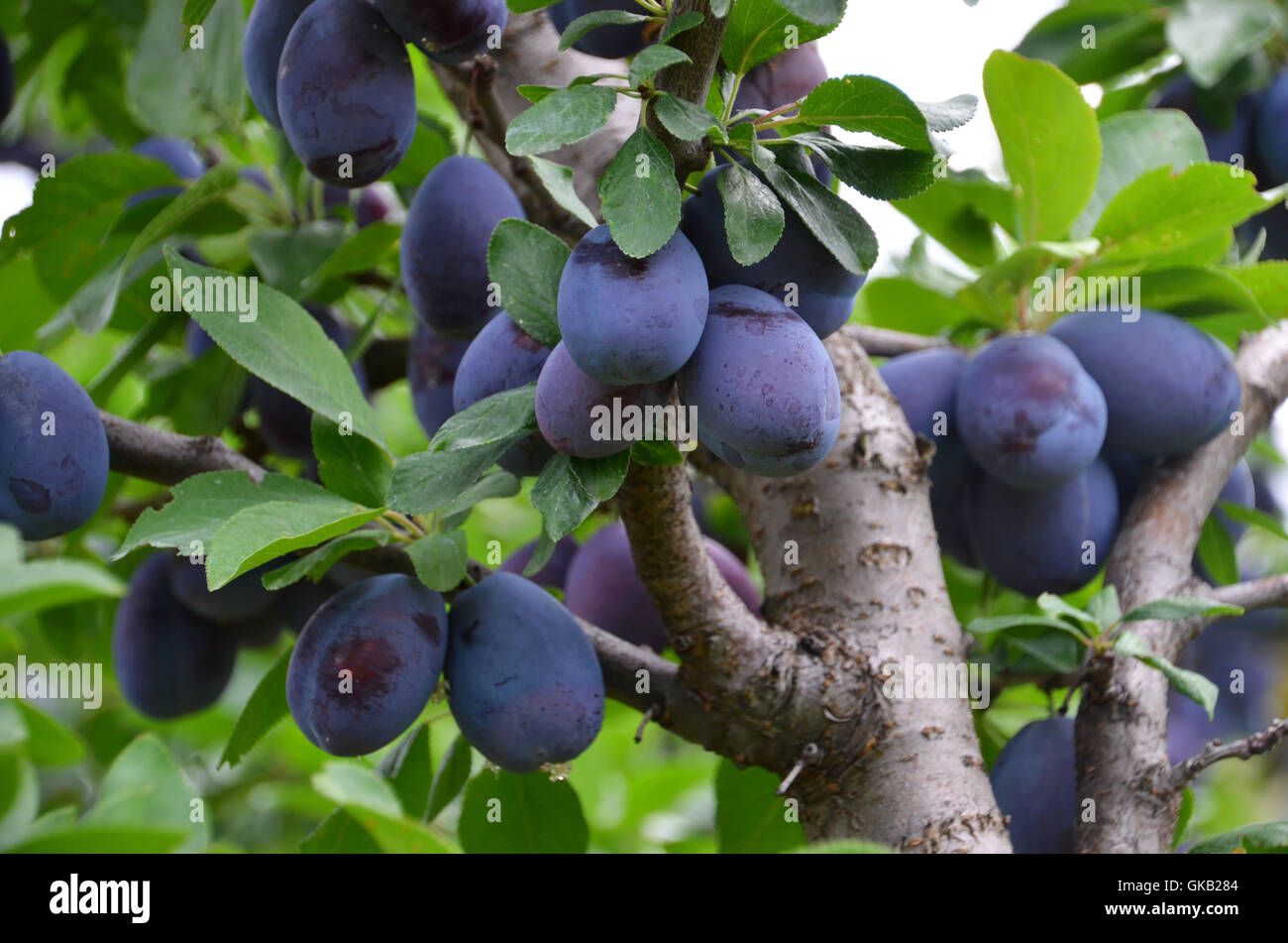 Frutta Prugne Prugne Foto Stock