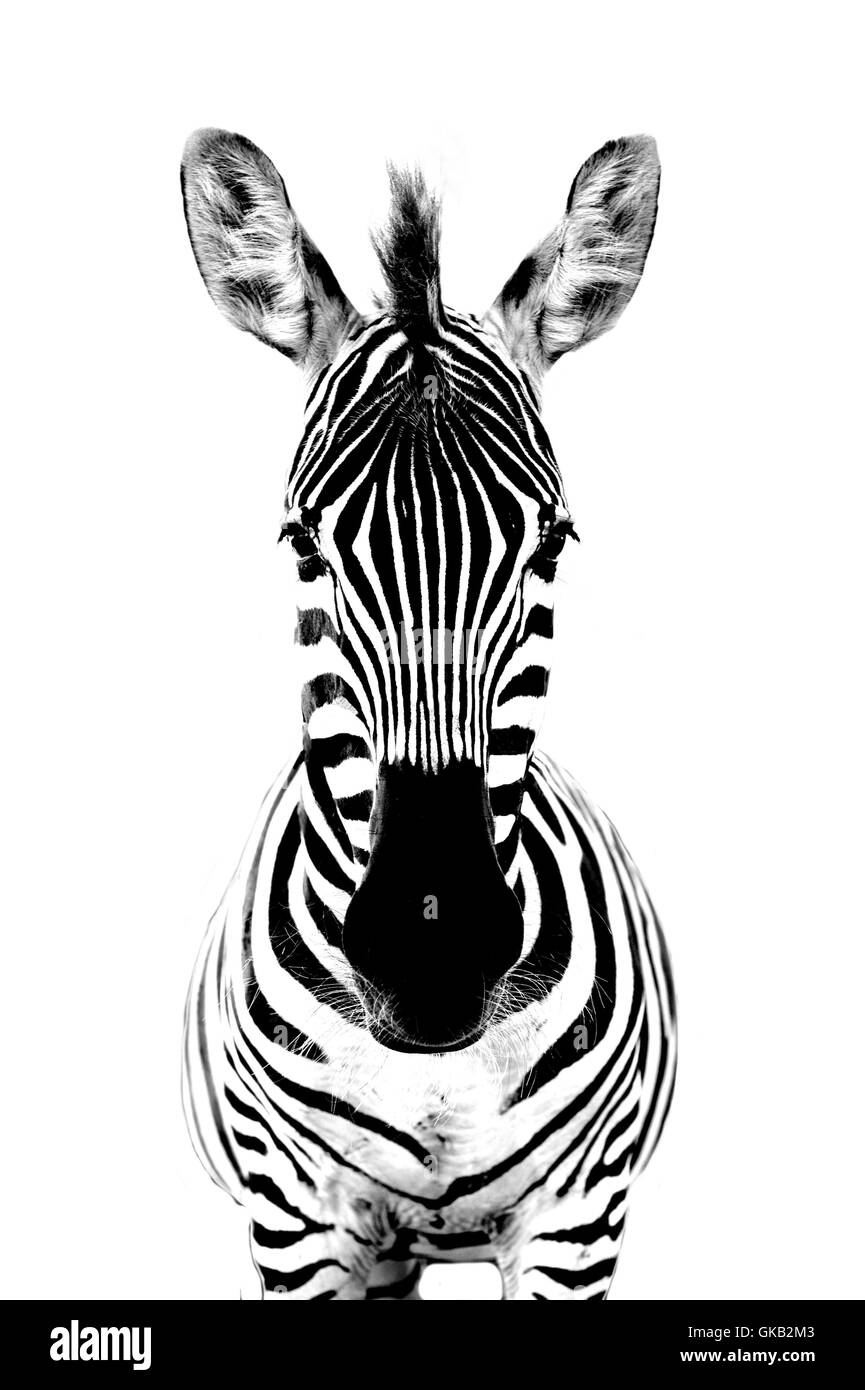 Striata zebra frontalmente Foto Stock
