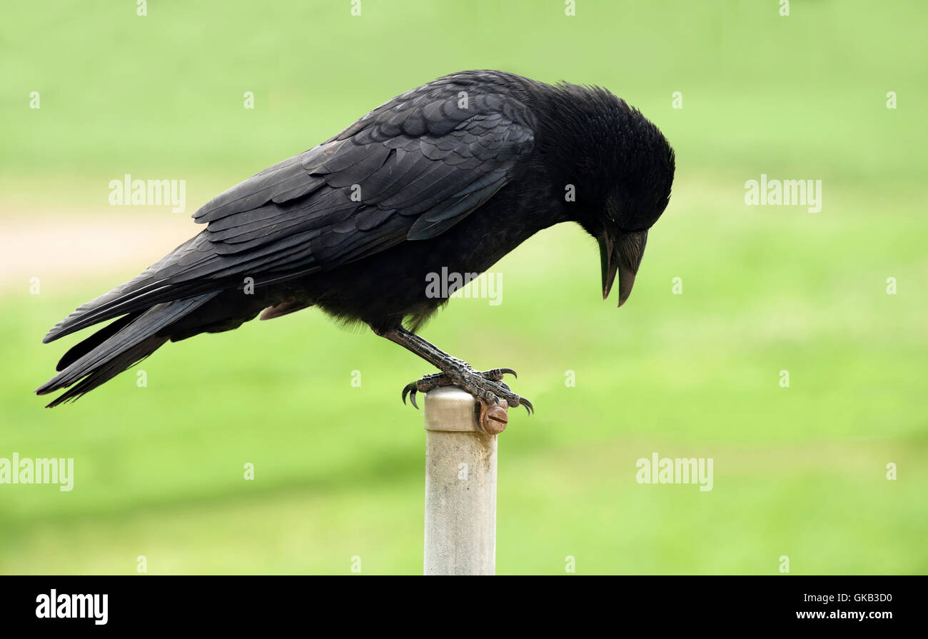 Uccelli uccelli raven Foto Stock